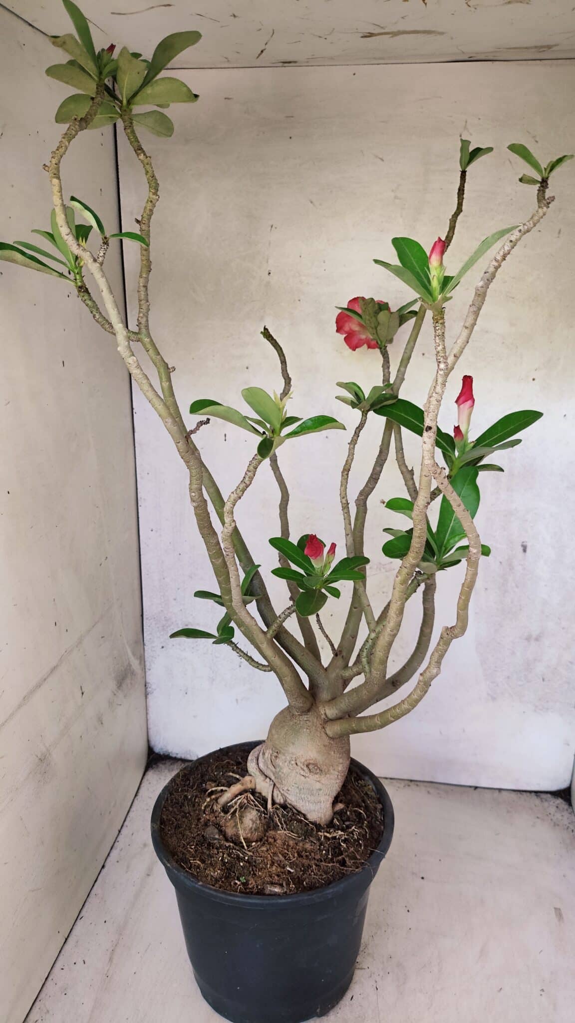 Planta Dobrada 3778 – 60cm – 05 anos - imagem 7