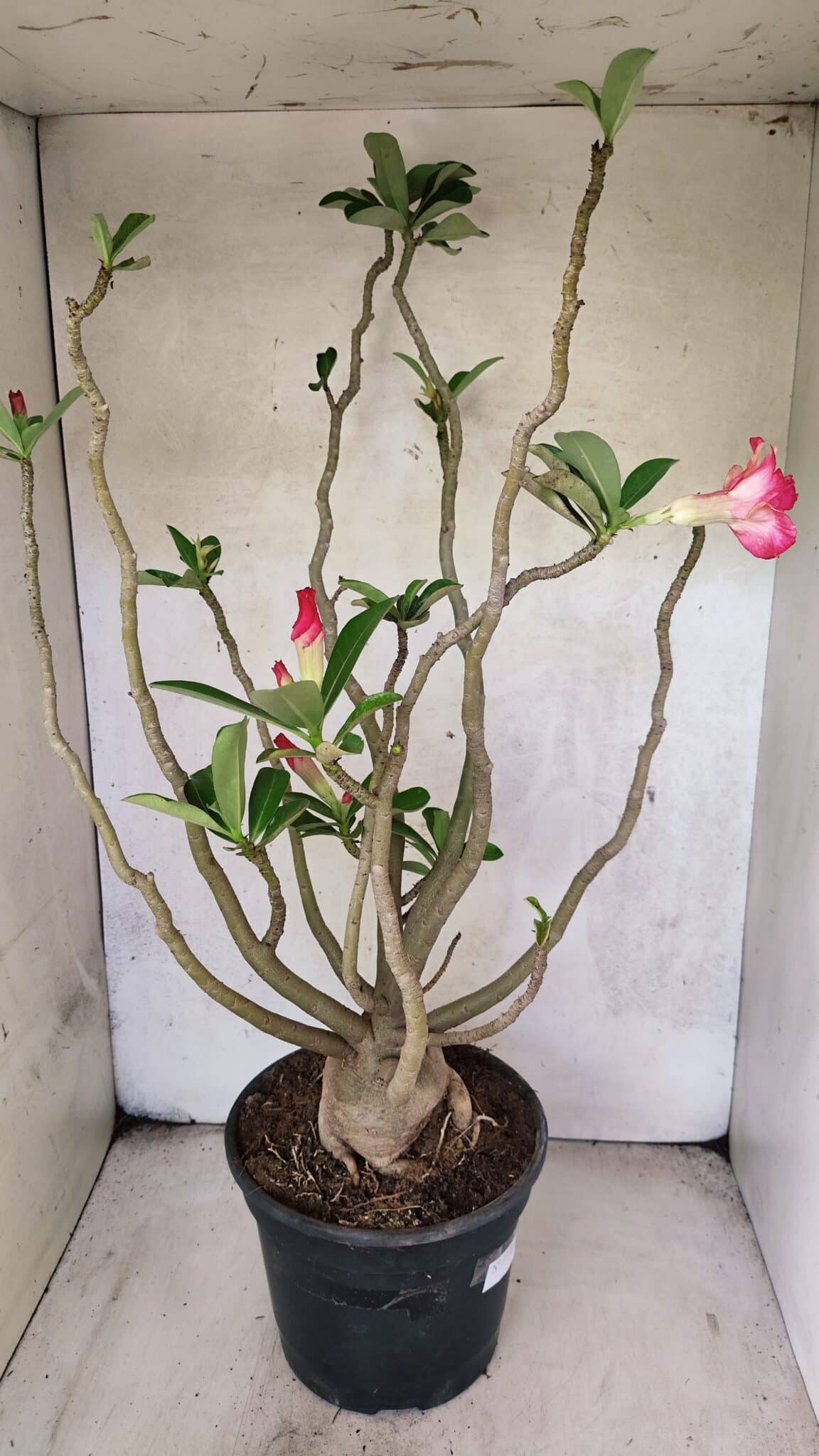 Planta Dobrada 3778 – 60cm – 05 anos - imagem 5