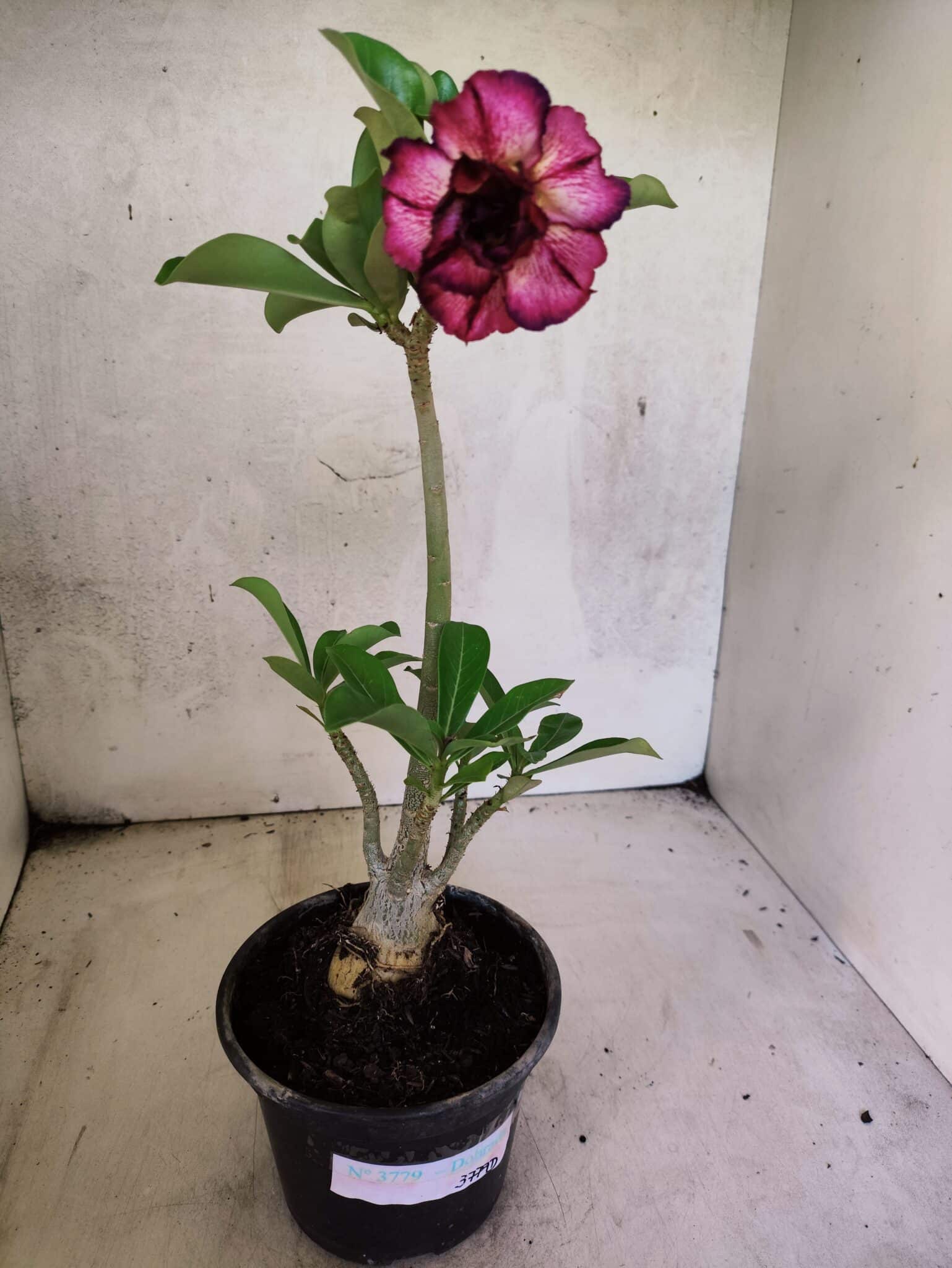 Planta Dobrada 3779 – 30cm – 02 anos - foto 2