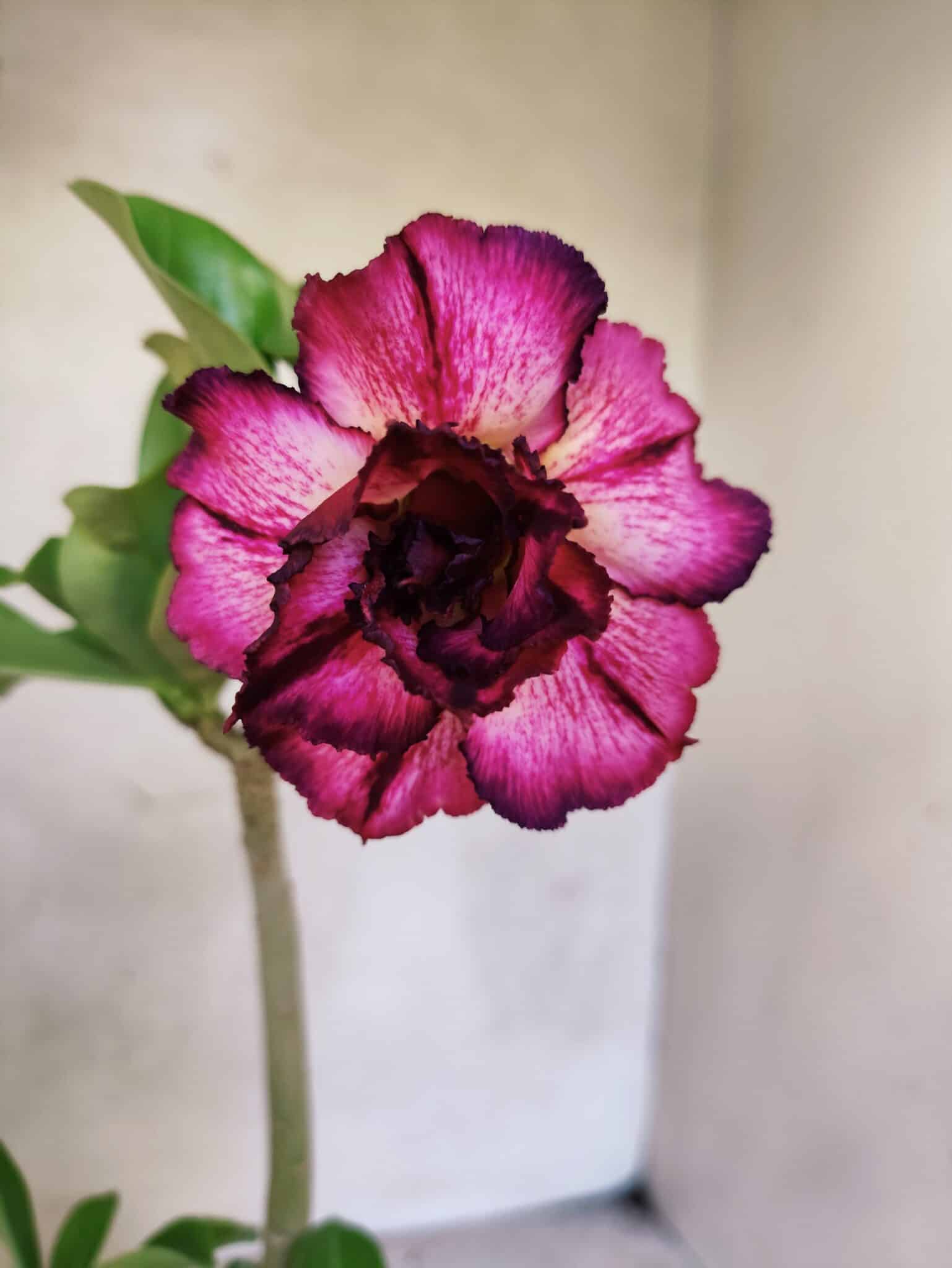 Planta Dobrada 3779 – 30cm – 02 anos - foto 3
