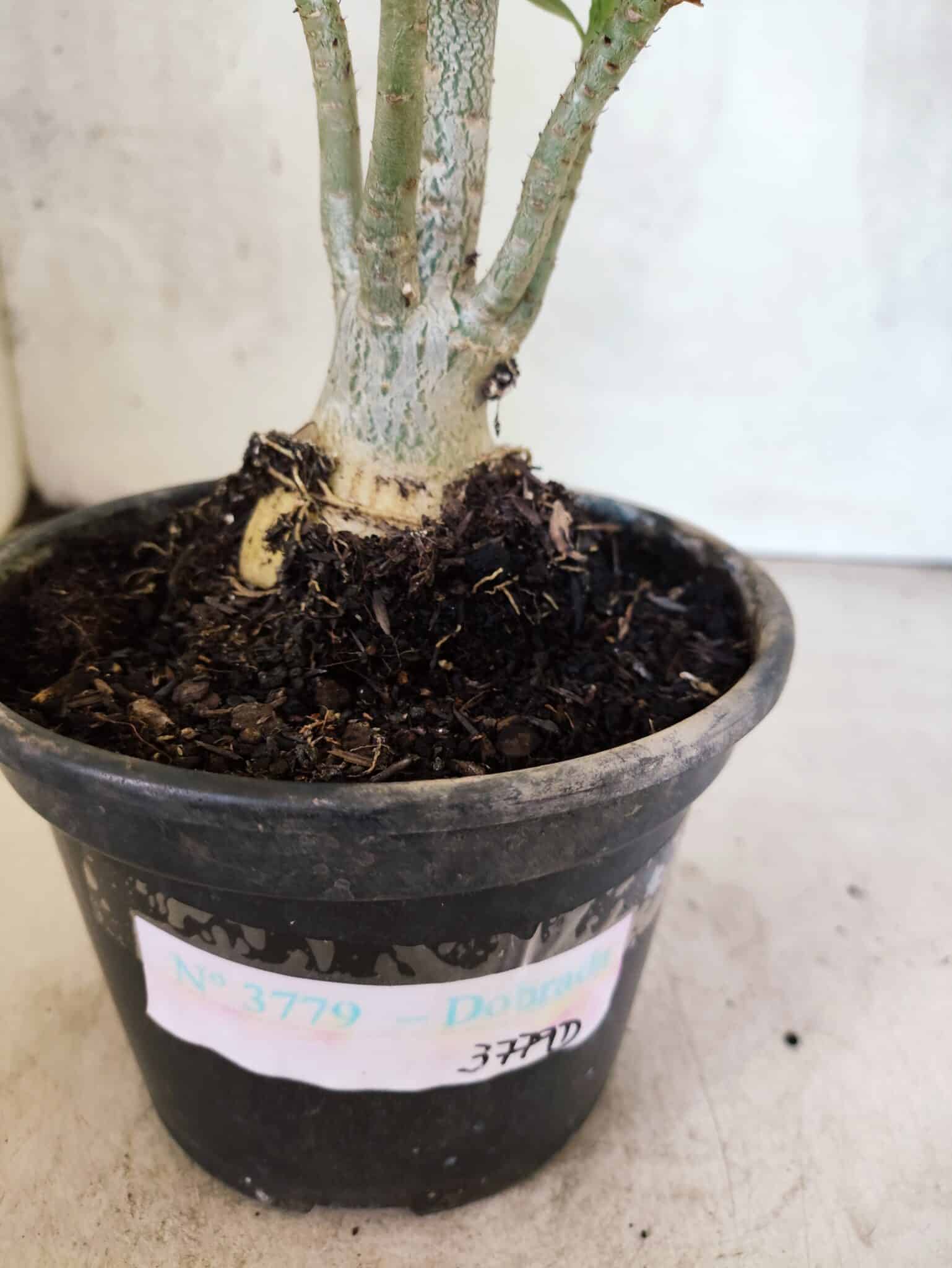 Planta Dobrada 3779 – 30cm – 02 anos - foto 7