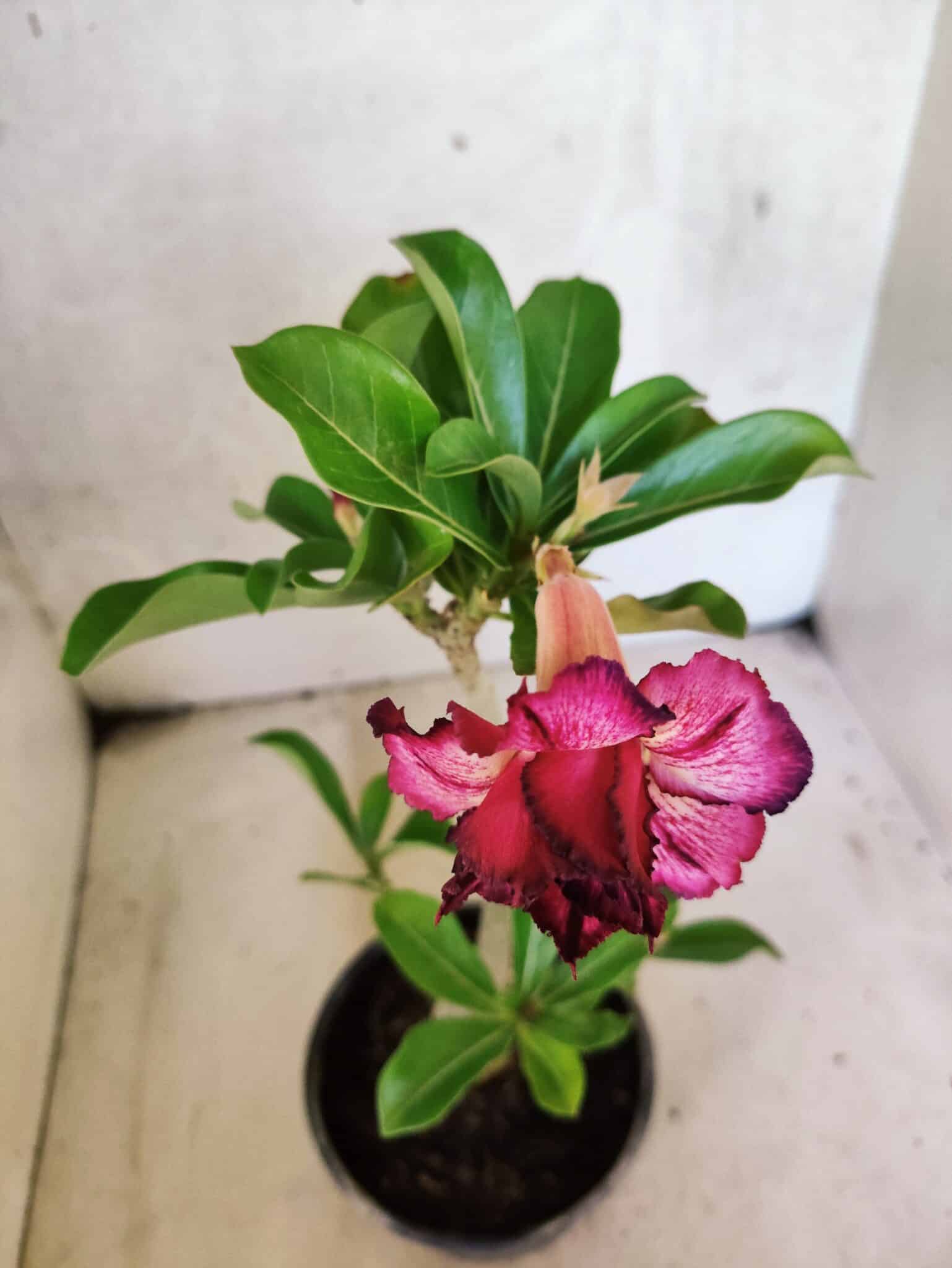 Planta Dobrada 3779 – 30cm – 02 anos - foto 4
