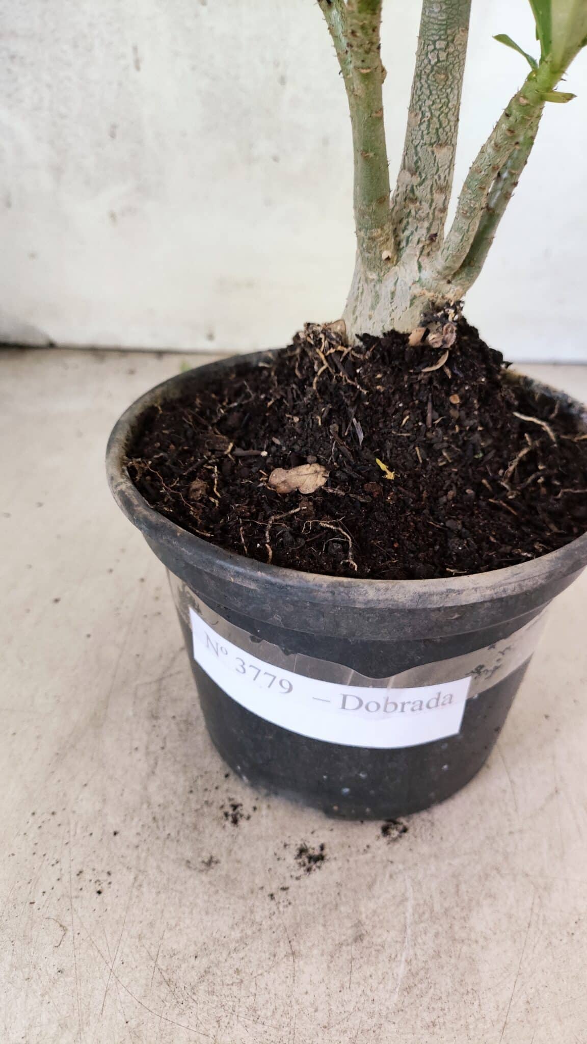 Planta Dobrada 3779 – 30cm – 02 anos - foto 6