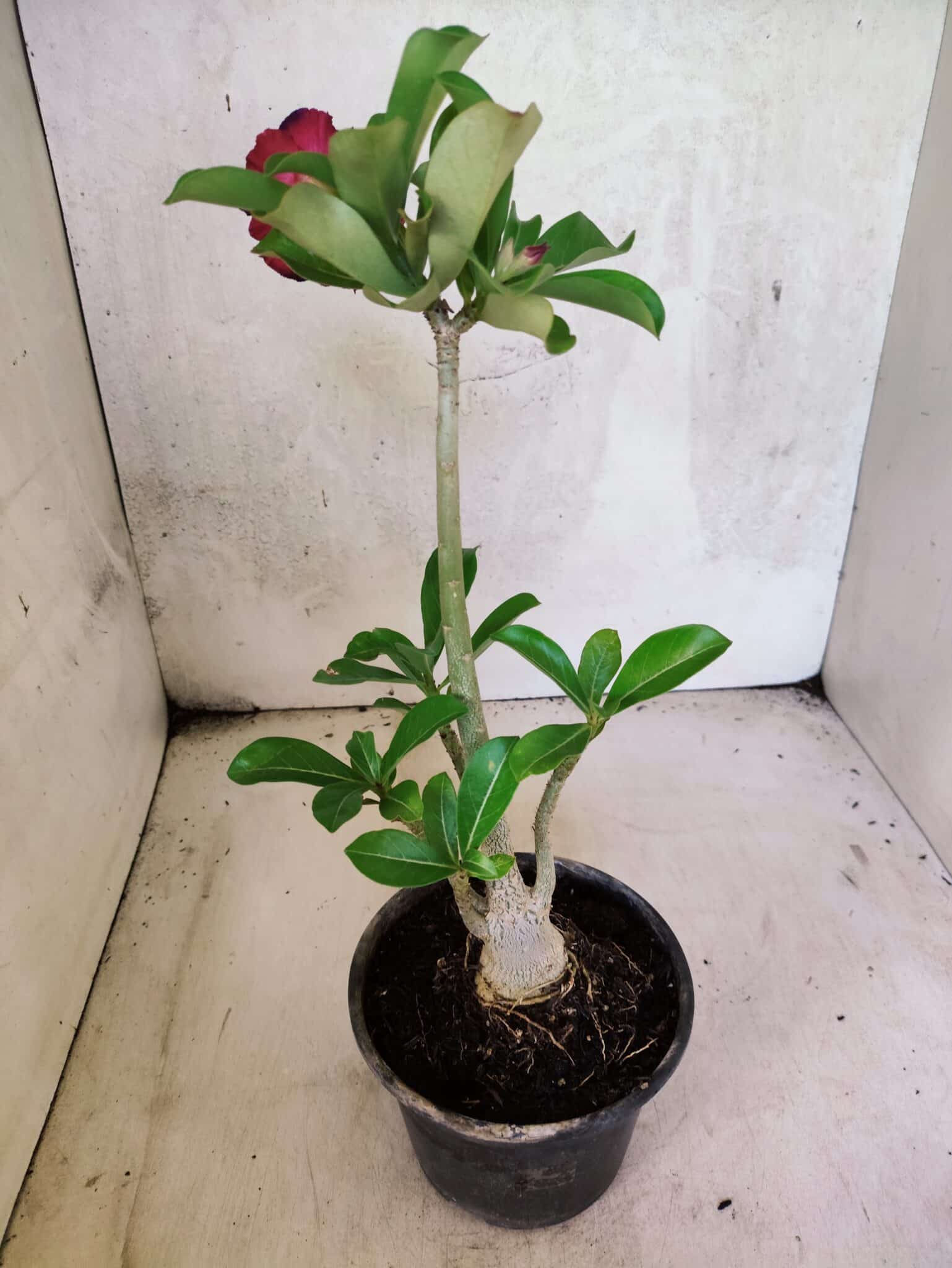 Planta Dobrada 3779 – 30cm – 02 anos - foto 5