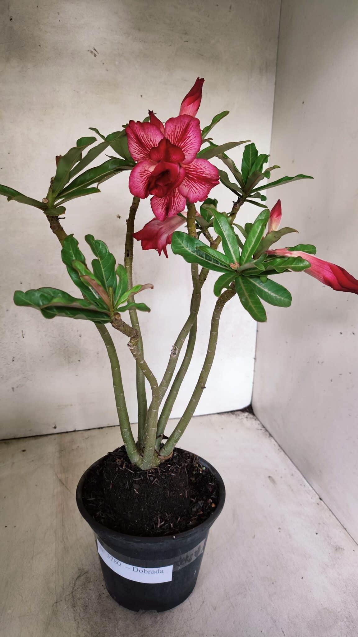 Planta Dobrada 3780 – 35cm – 03 anos - foto 2