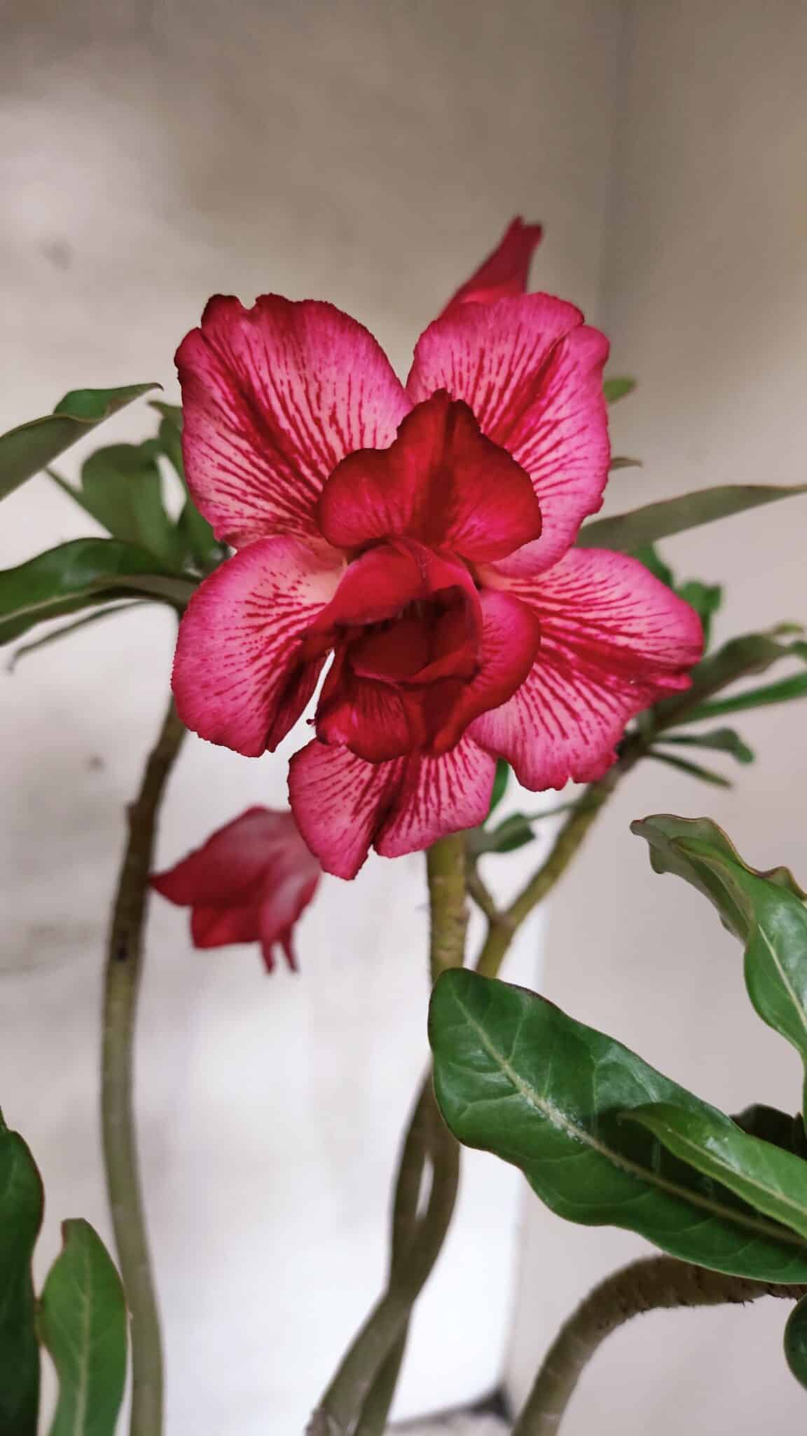 Planta Dobrada 3780 – 35cm – 03 anos - foto 3
