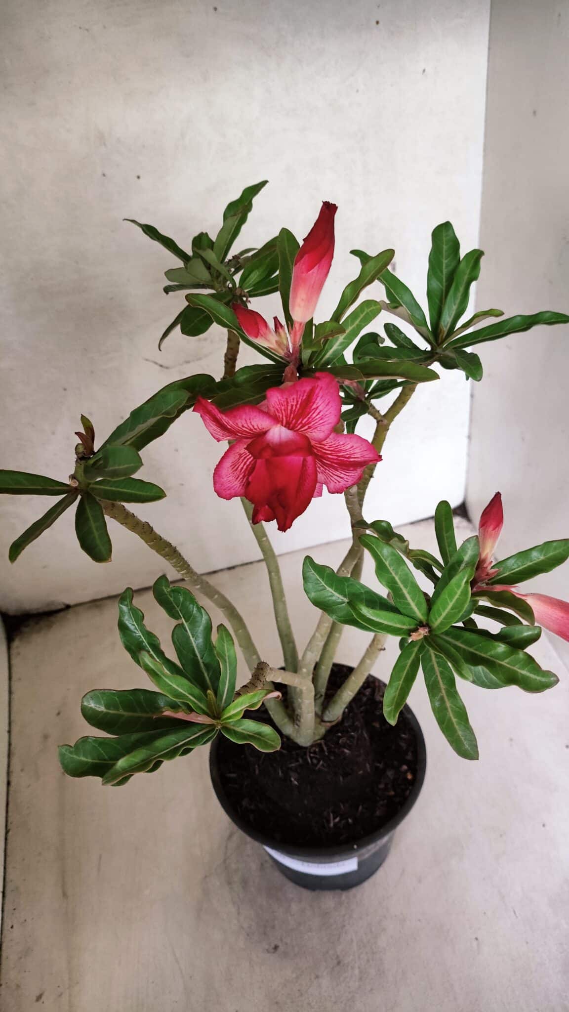 Planta Dobrada 3780 – 35cm – 03 anos - foto 4