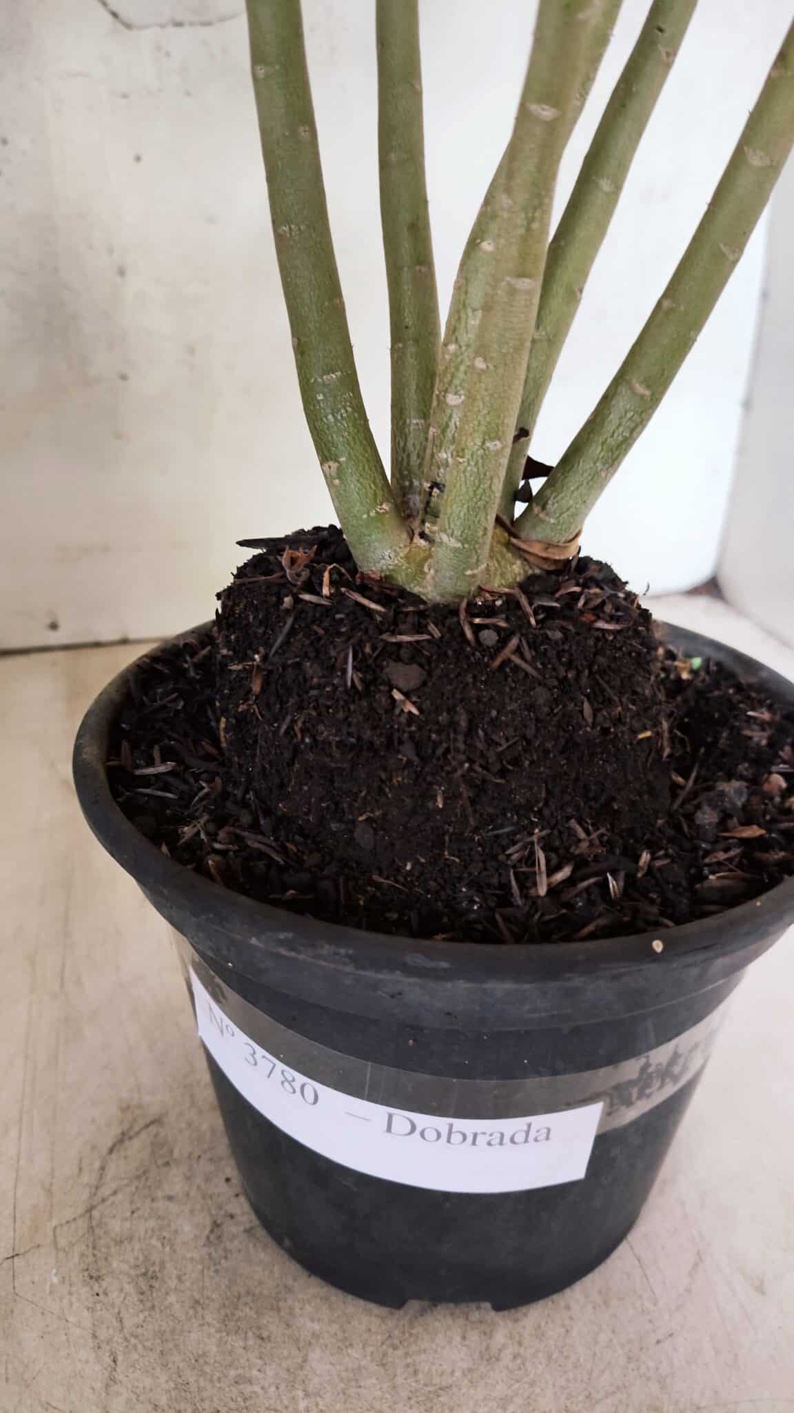 Planta Dobrada 3780 – 35cm – 03 anos - foto 7