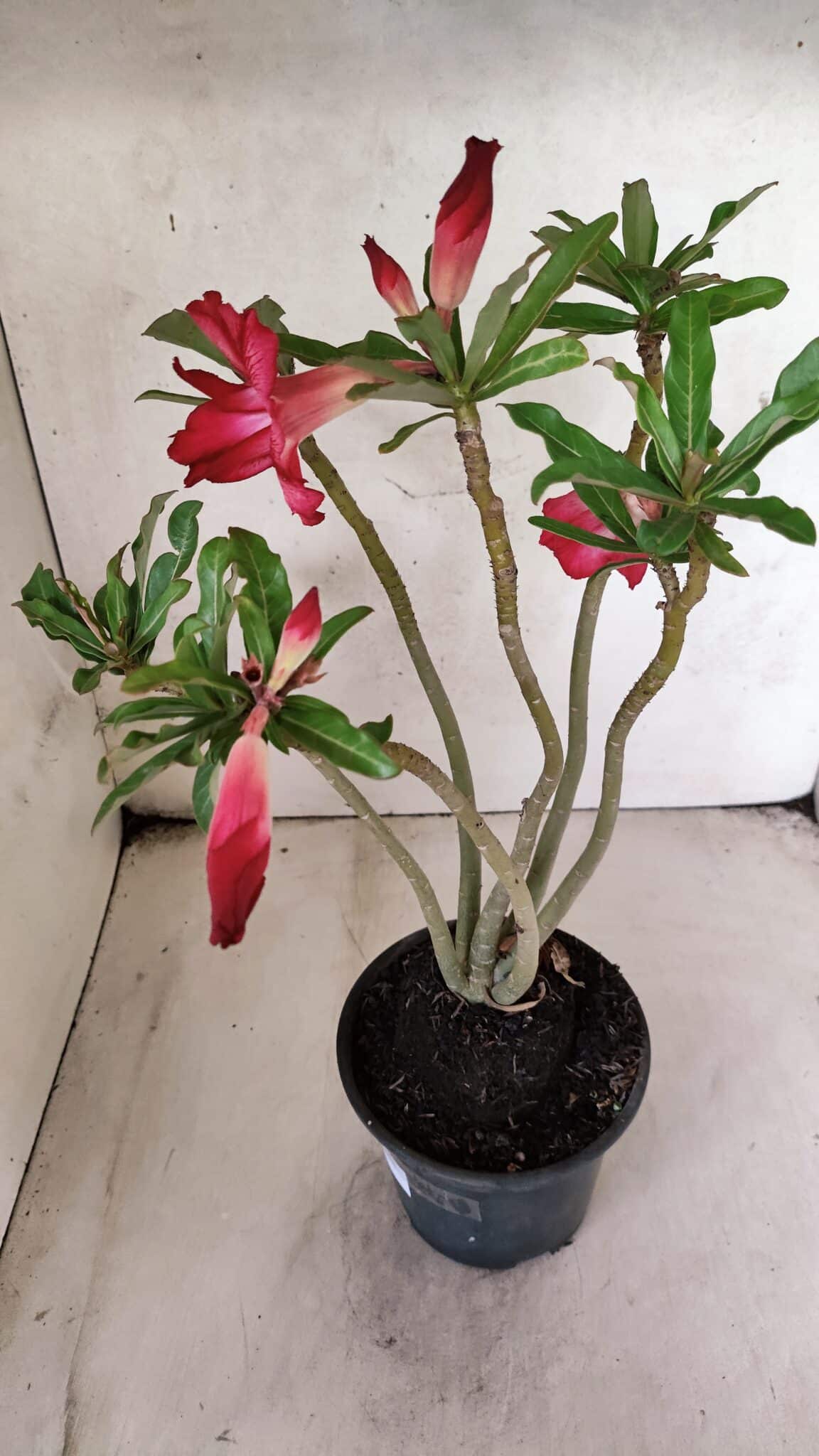 Planta Dobrada 3780 – 35cm – 03 anos - foto 6