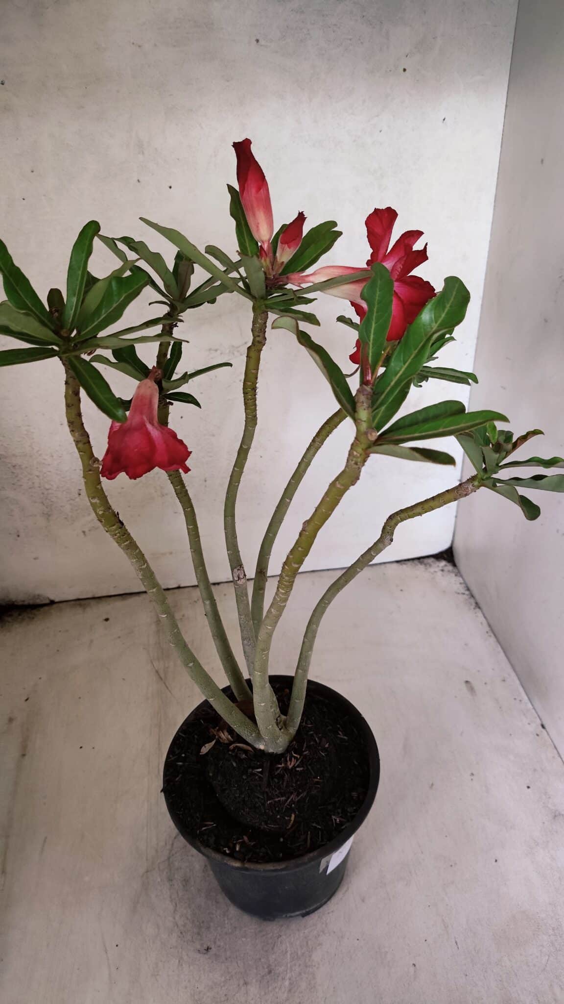 Planta Dobrada 3780 – 35cm – 03 anos - foto 5
