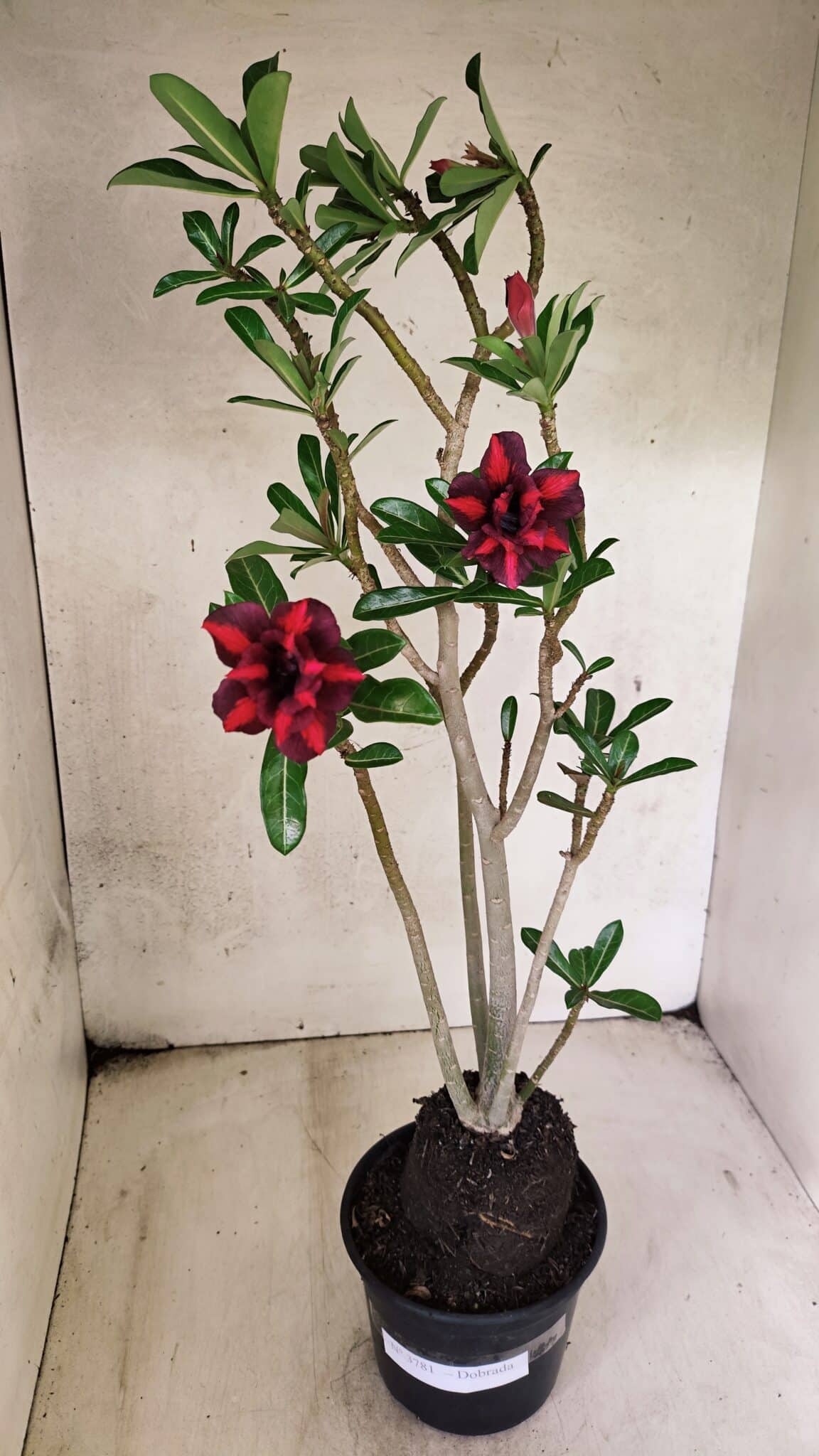 Planta Dobrada 3781 – 35cm – 03 anos - foto 2