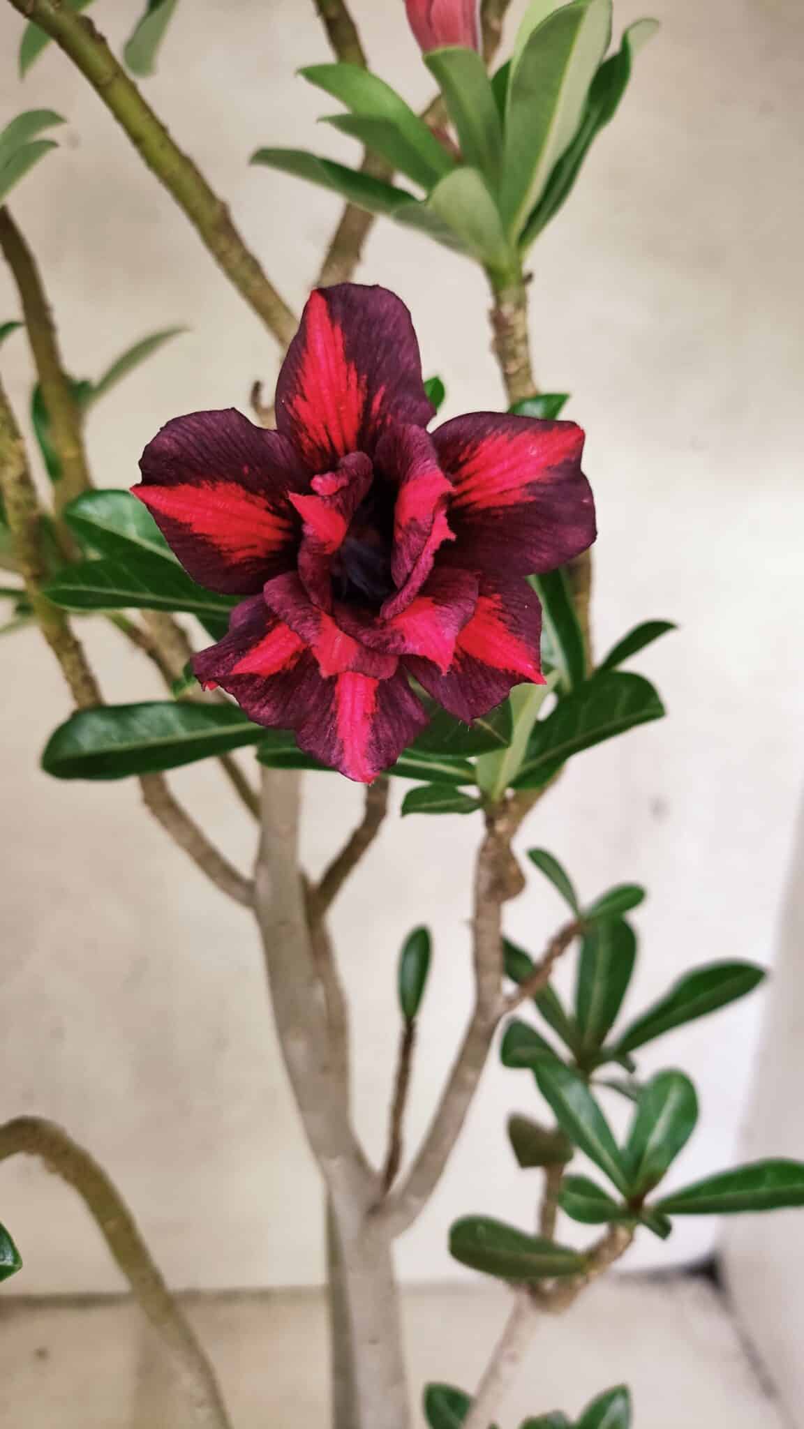 Planta Dobrada 3781 – 35cm – 03 anos - foto 3