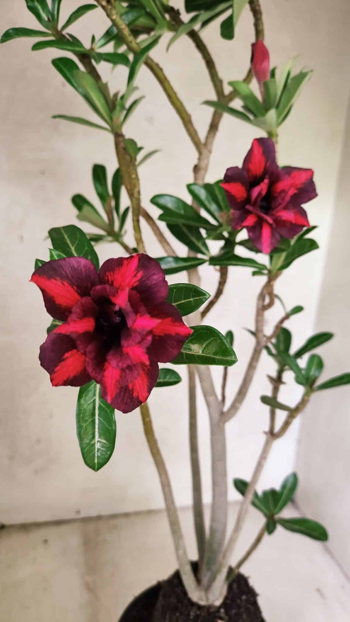 Planta Dobrada 3781 – 35cm – 03 anos - foto 5