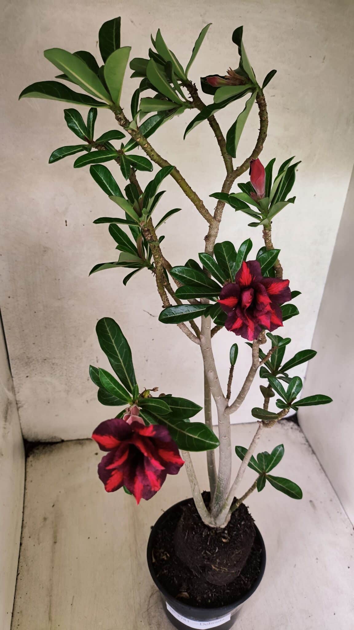 Planta Dobrada 3781 – 35cm – 03 anos - foto 7