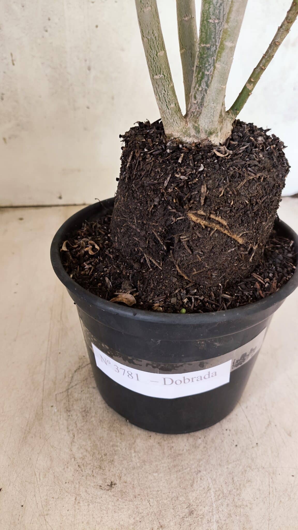 Planta Dobrada 3781 – 35cm – 03 anos - foto 9