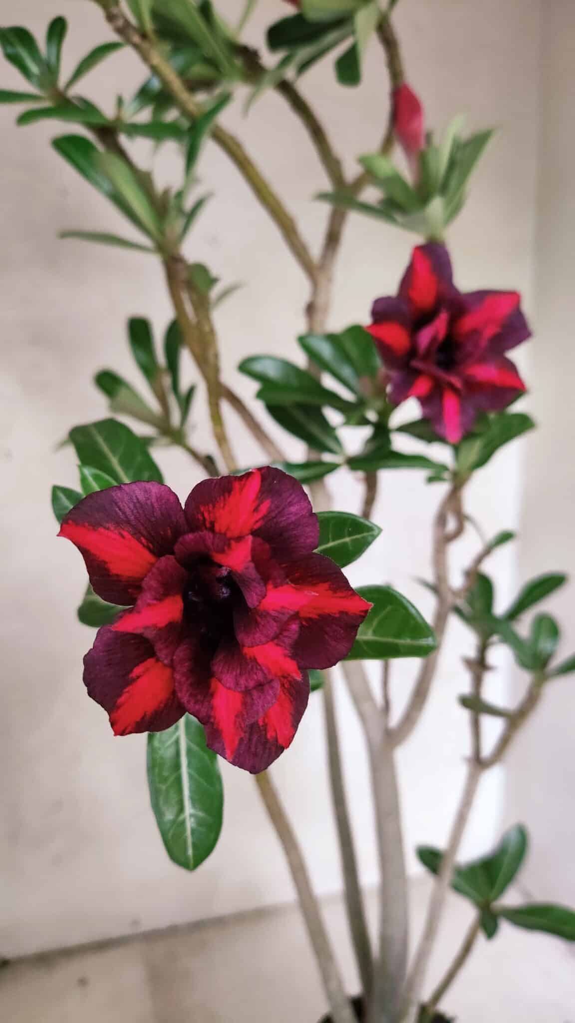 Planta Dobrada 3781 – 35cm – 03 anos - foto 4