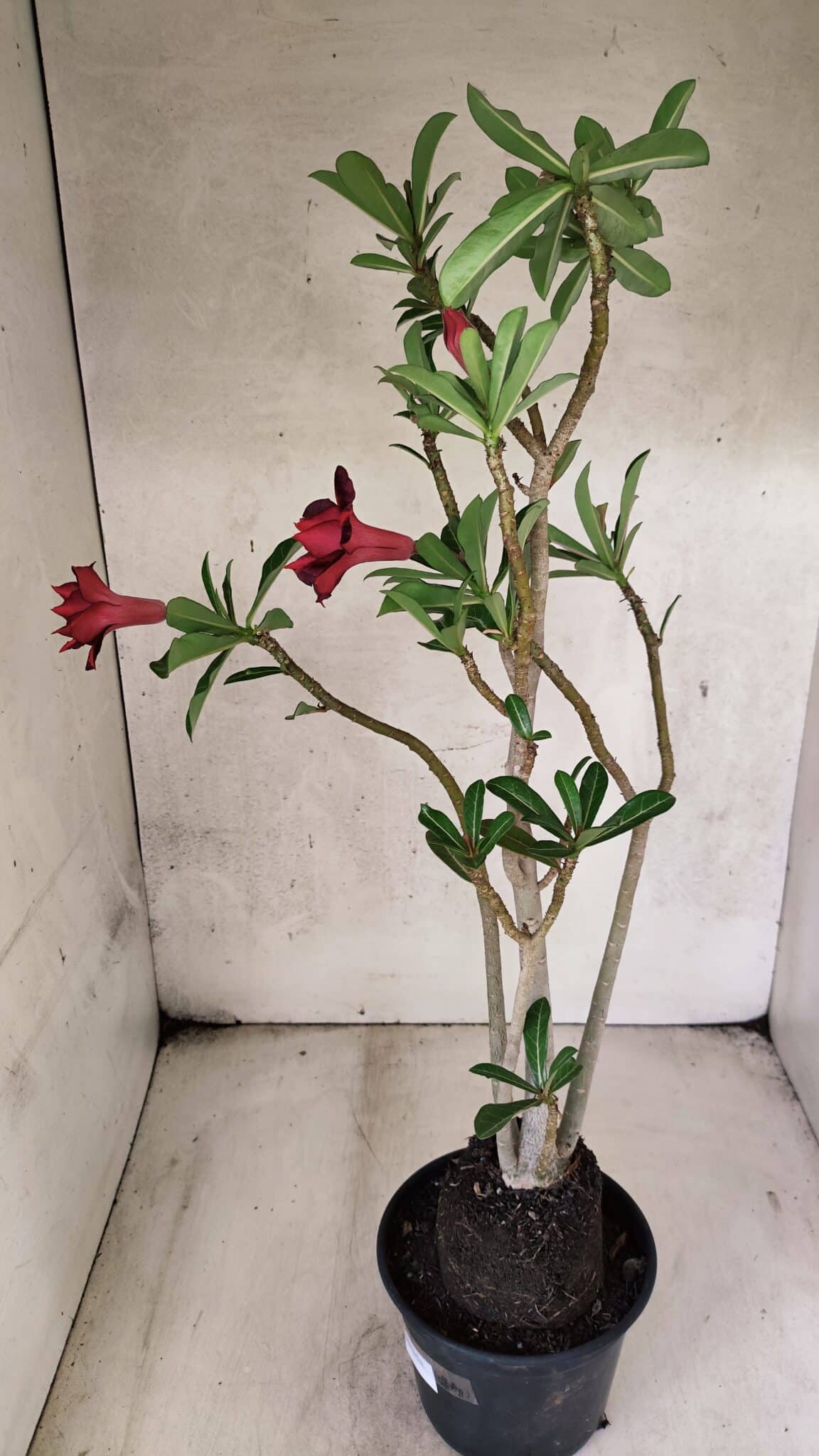 Planta Dobrada 3781 – 35cm – 03 anos - foto 8