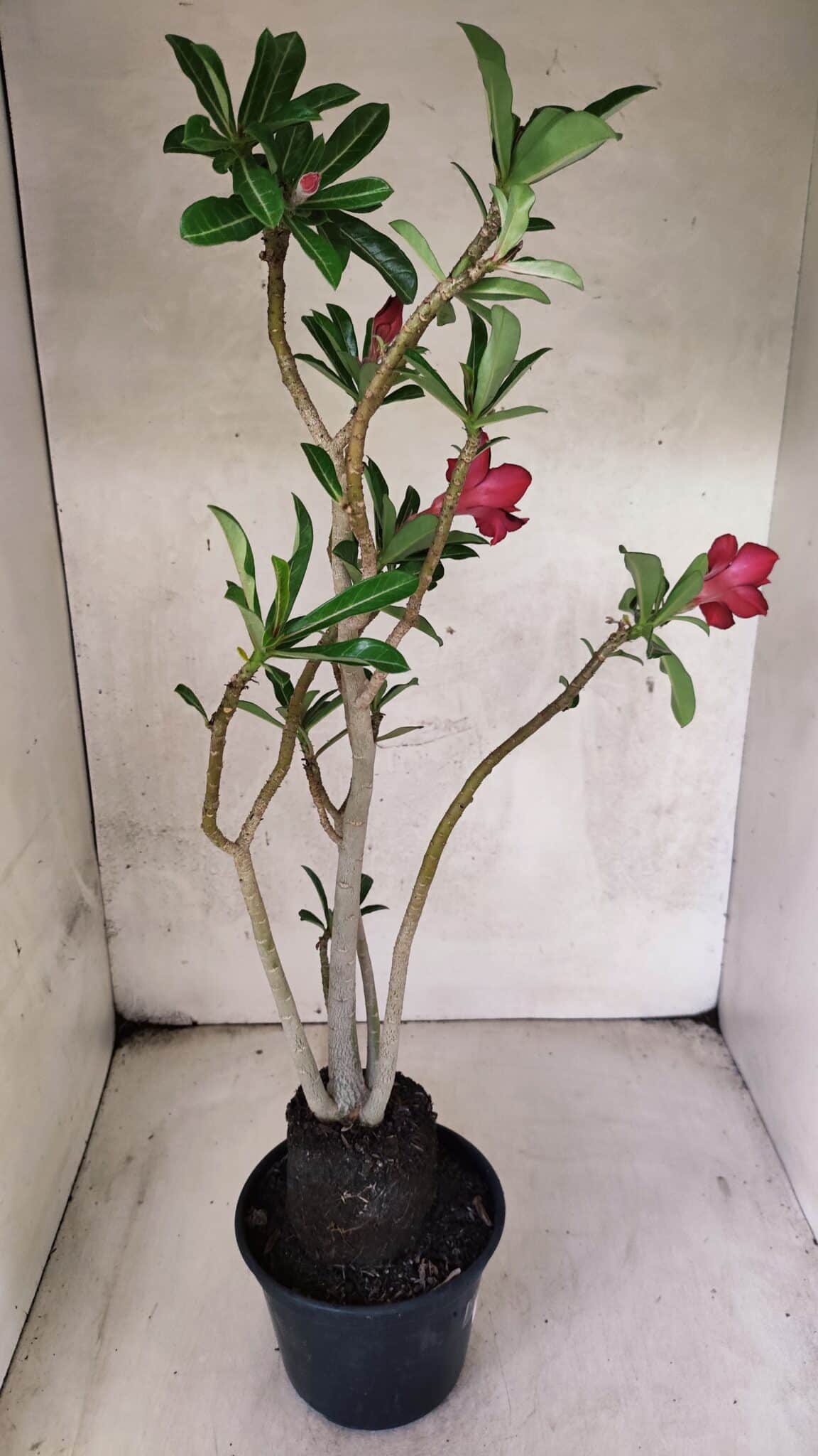 Planta Dobrada 3781 – 35cm – 03 anos - foto 6