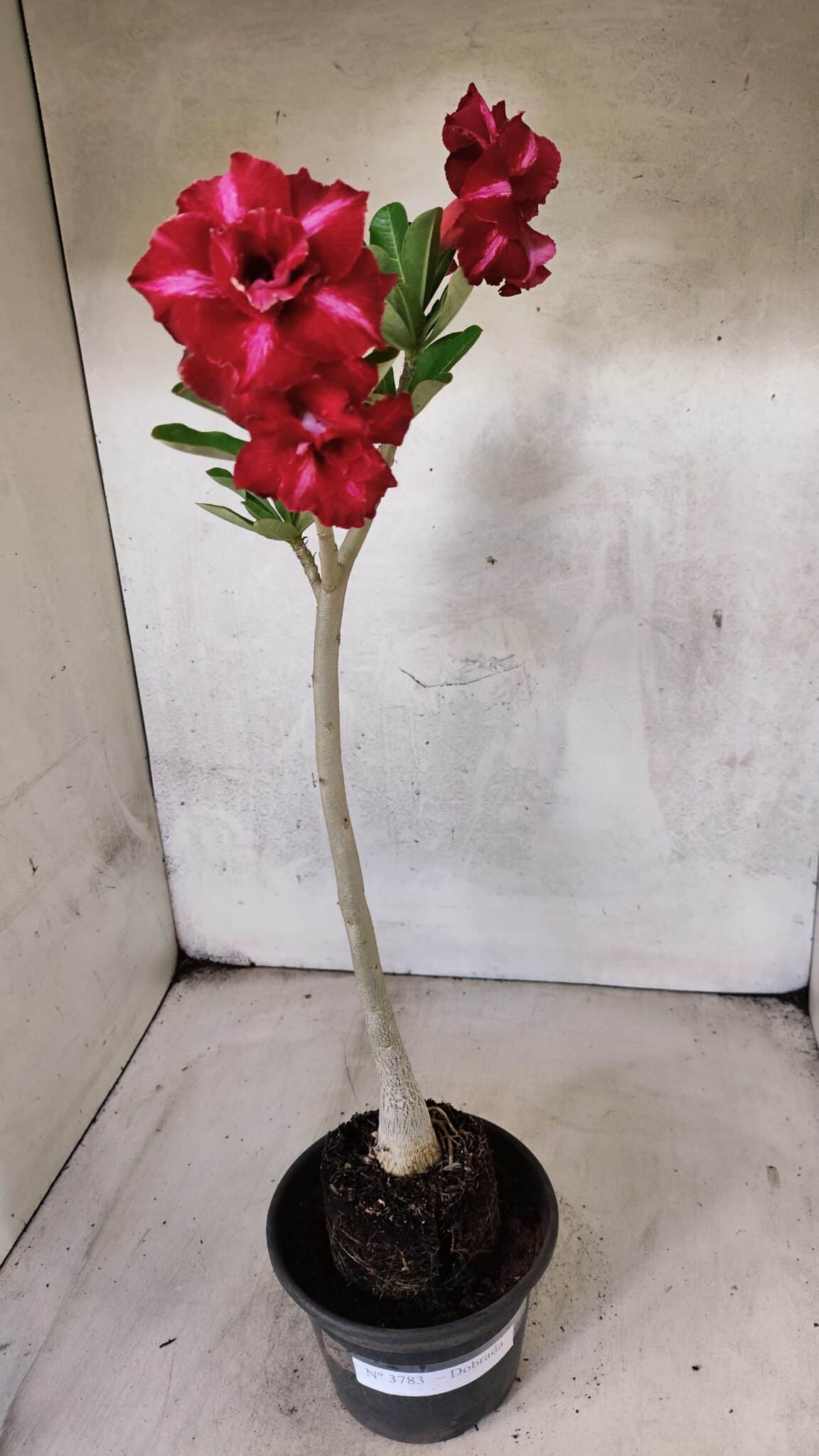Planta Dobrada 3783 – 35cm – 03 anos - foto 2