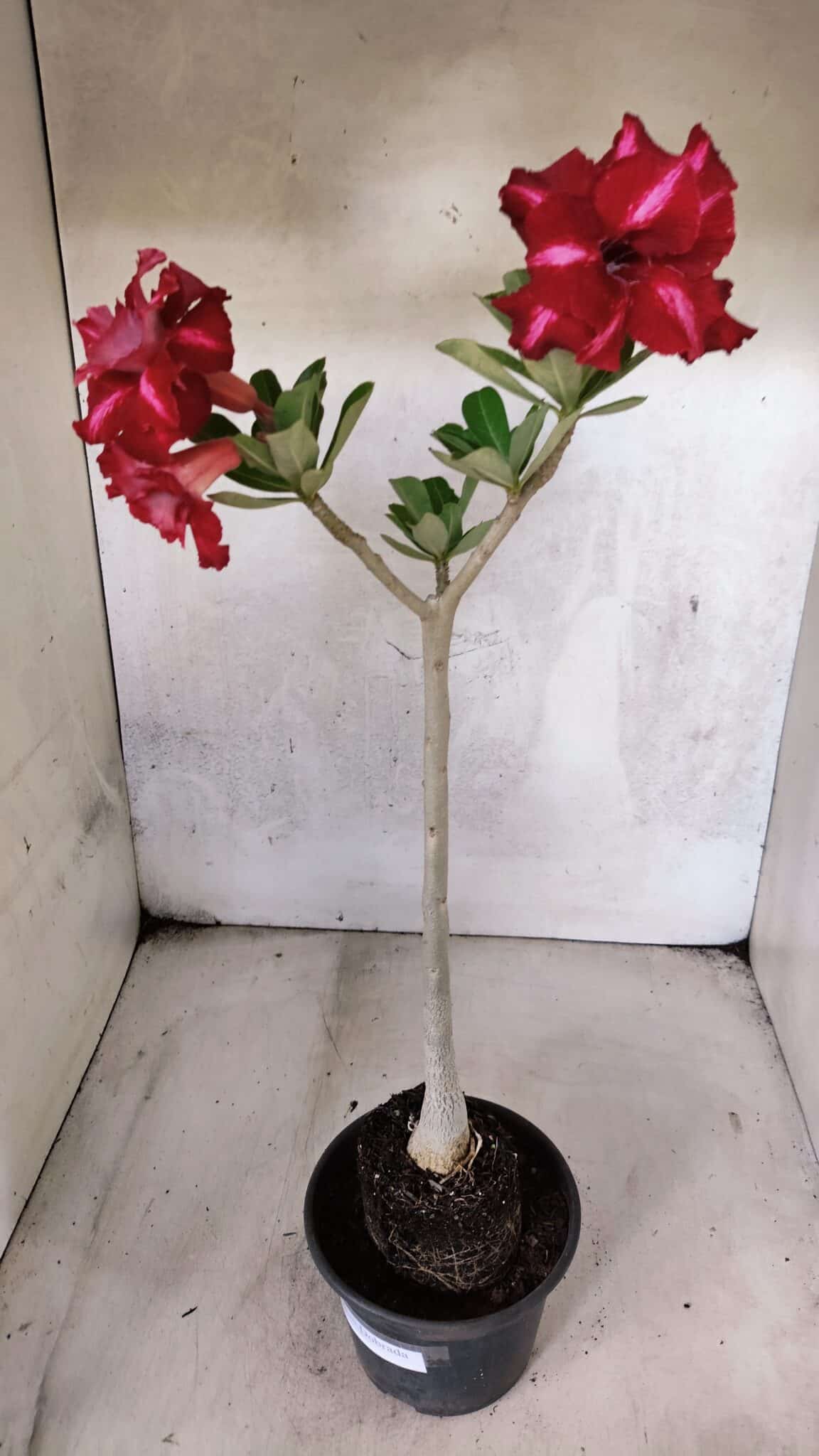 Planta Dobrada 3783 – 35cm – 03 anos - foto 5