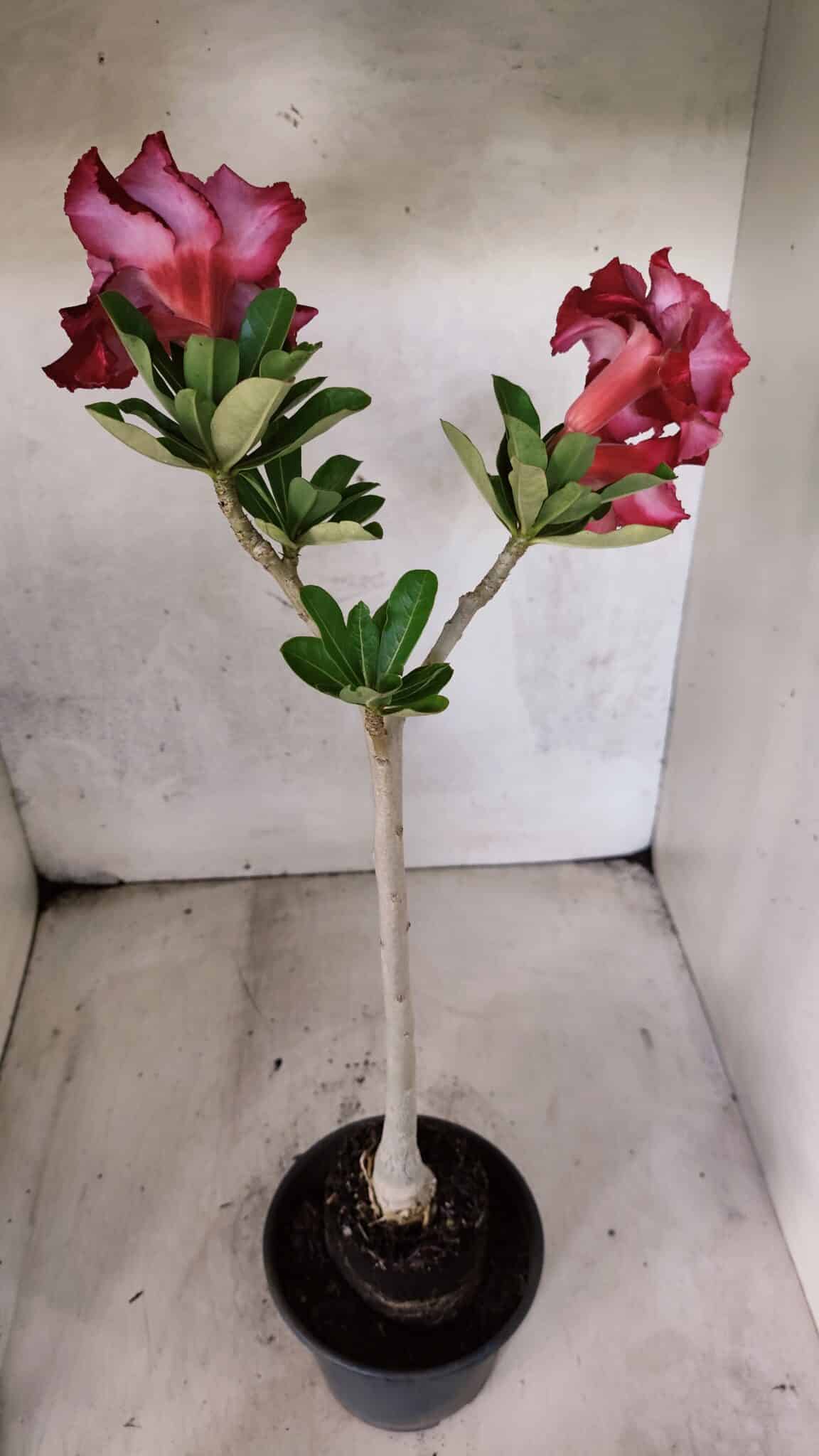 Planta Dobrada 3783 – 35cm – 03 anos - foto 4
