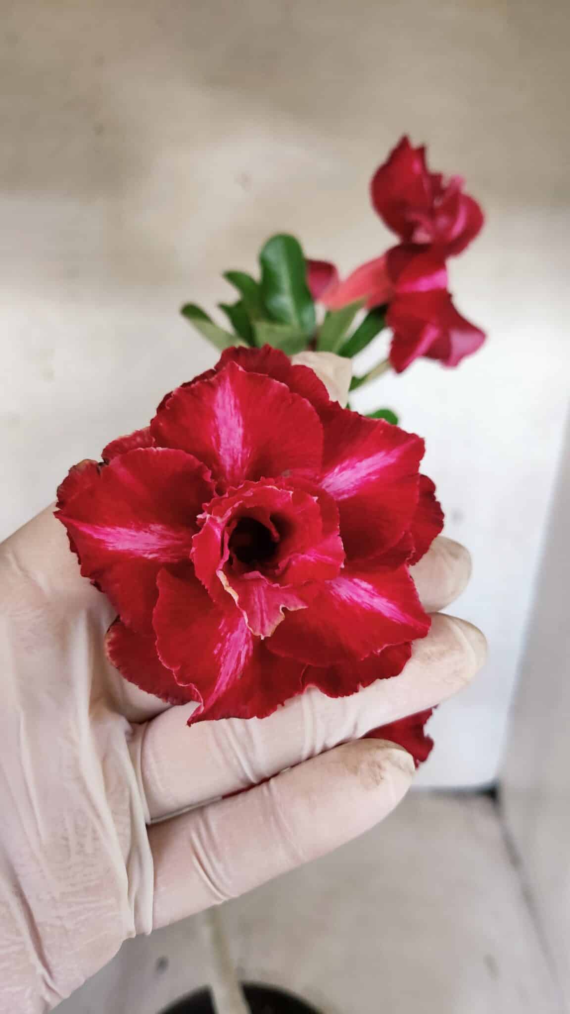 Planta Dobrada 3783 – 35cm – 03 anos - foto 3