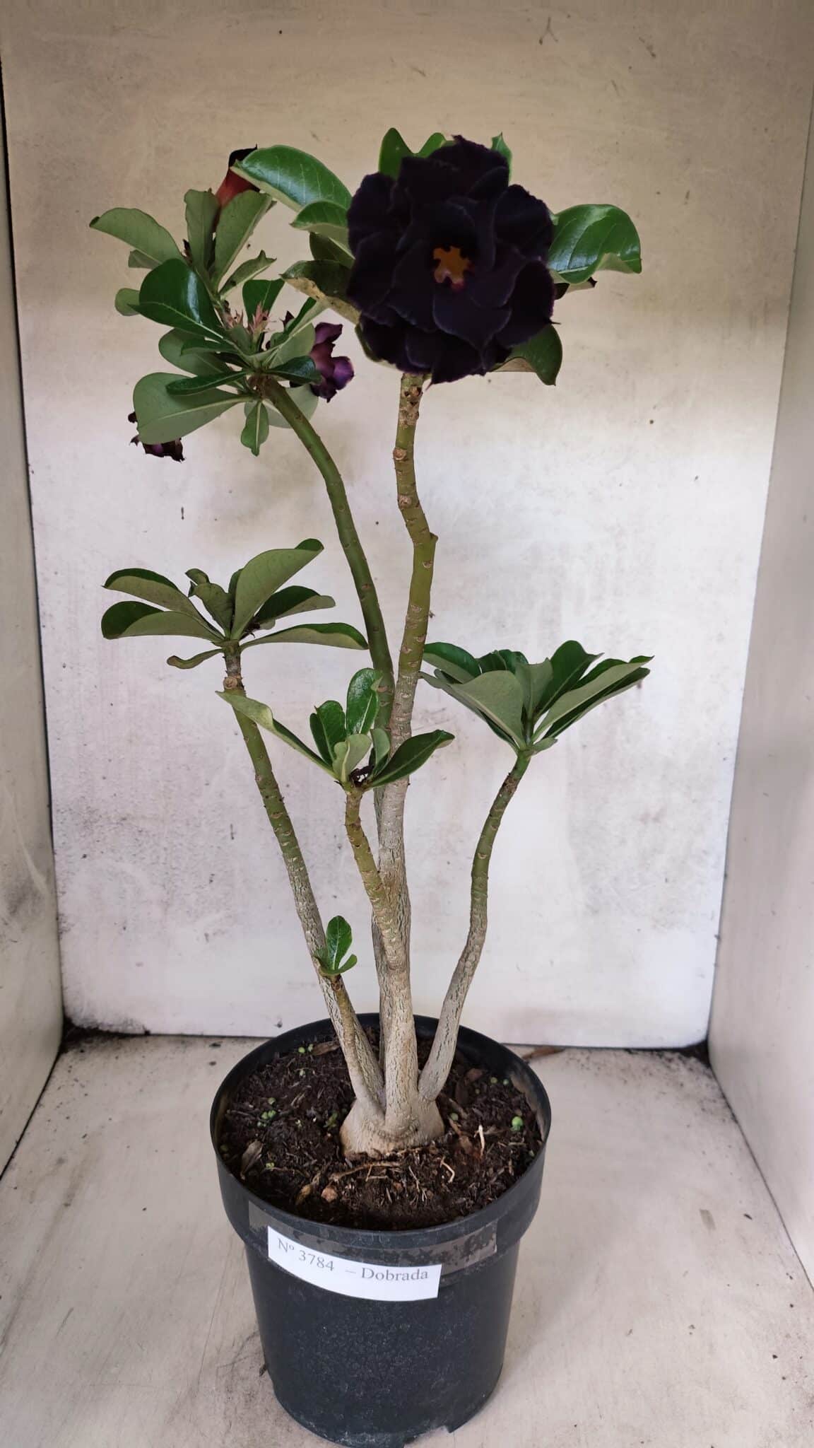Planta Dobrada 3784 – 50cm – 04 anos - foto 2