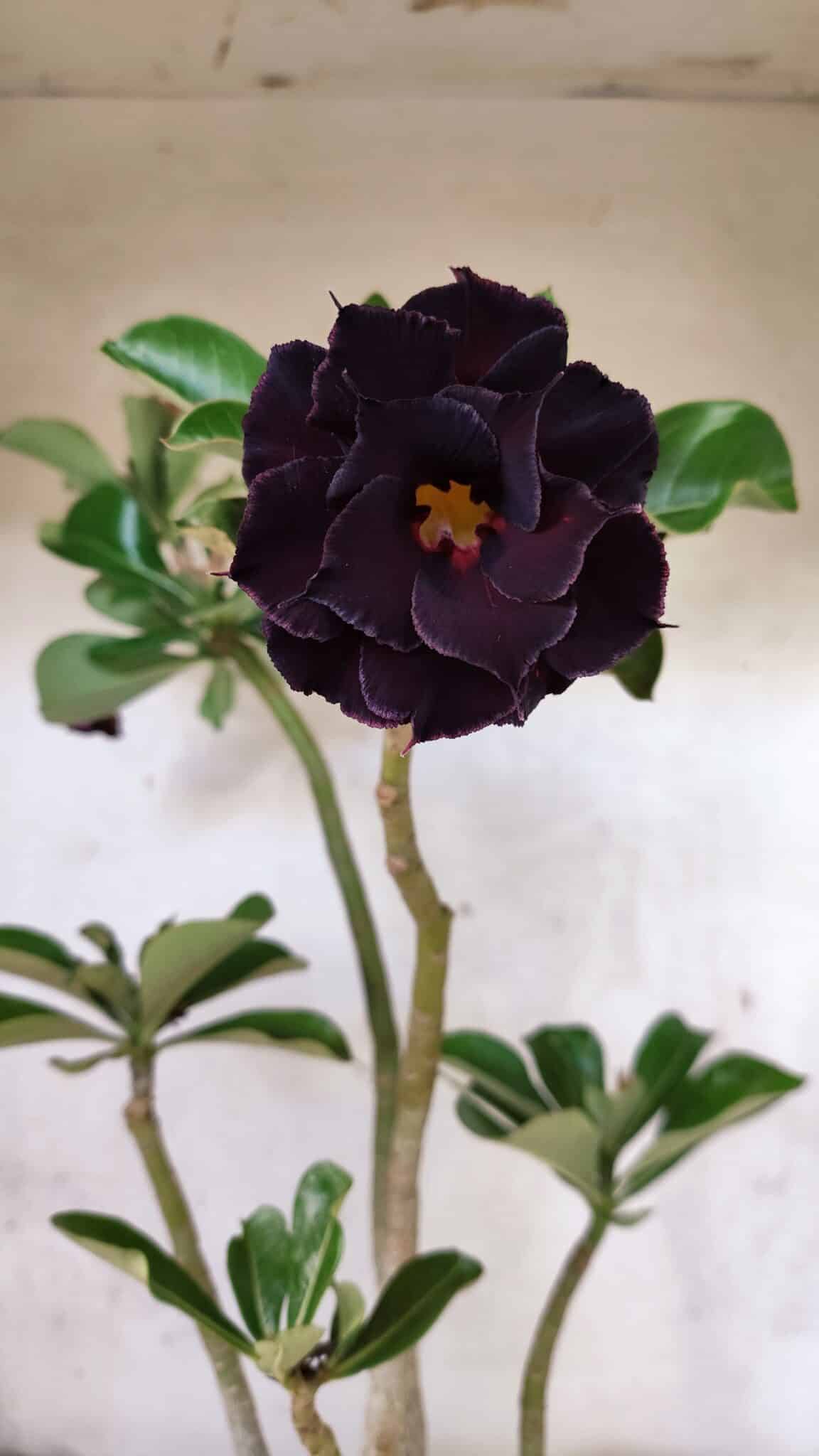 Planta Dobrada 3784 – 50cm – 04 anos - foto 5