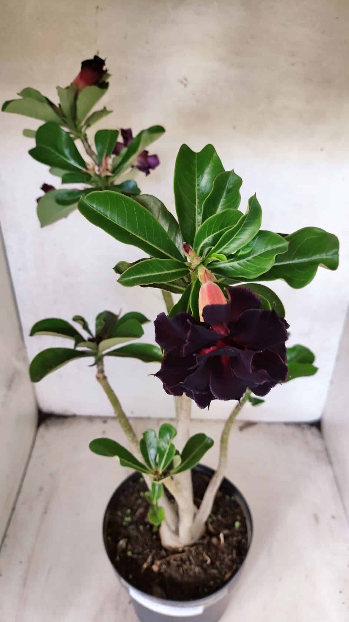Planta Dobrada 3784 – 50cm – 04 anos - foto 4