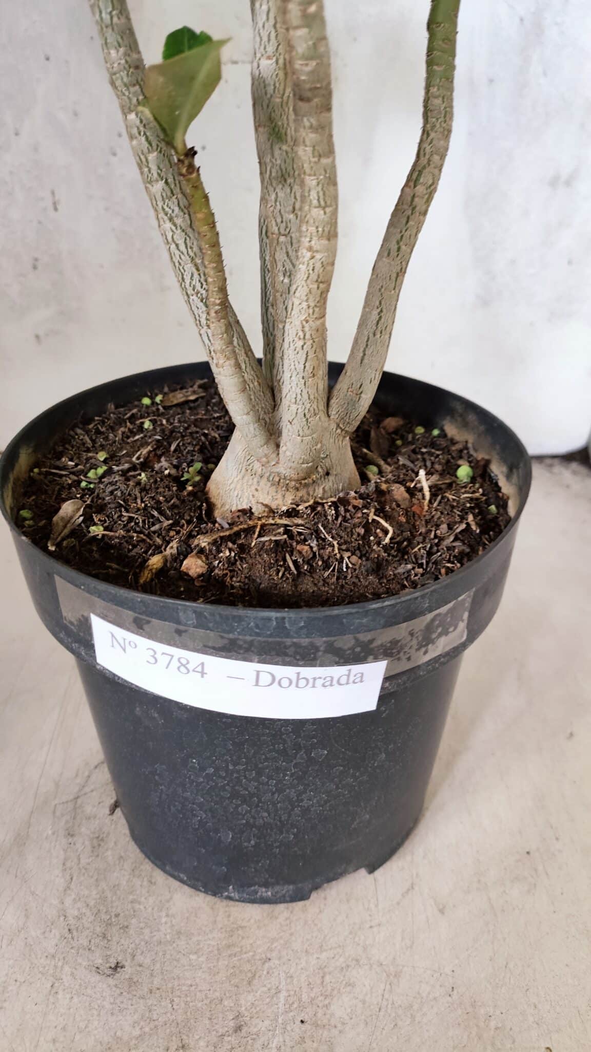 Planta Dobrada 3784 – 50cm – 04 anos - foto 8