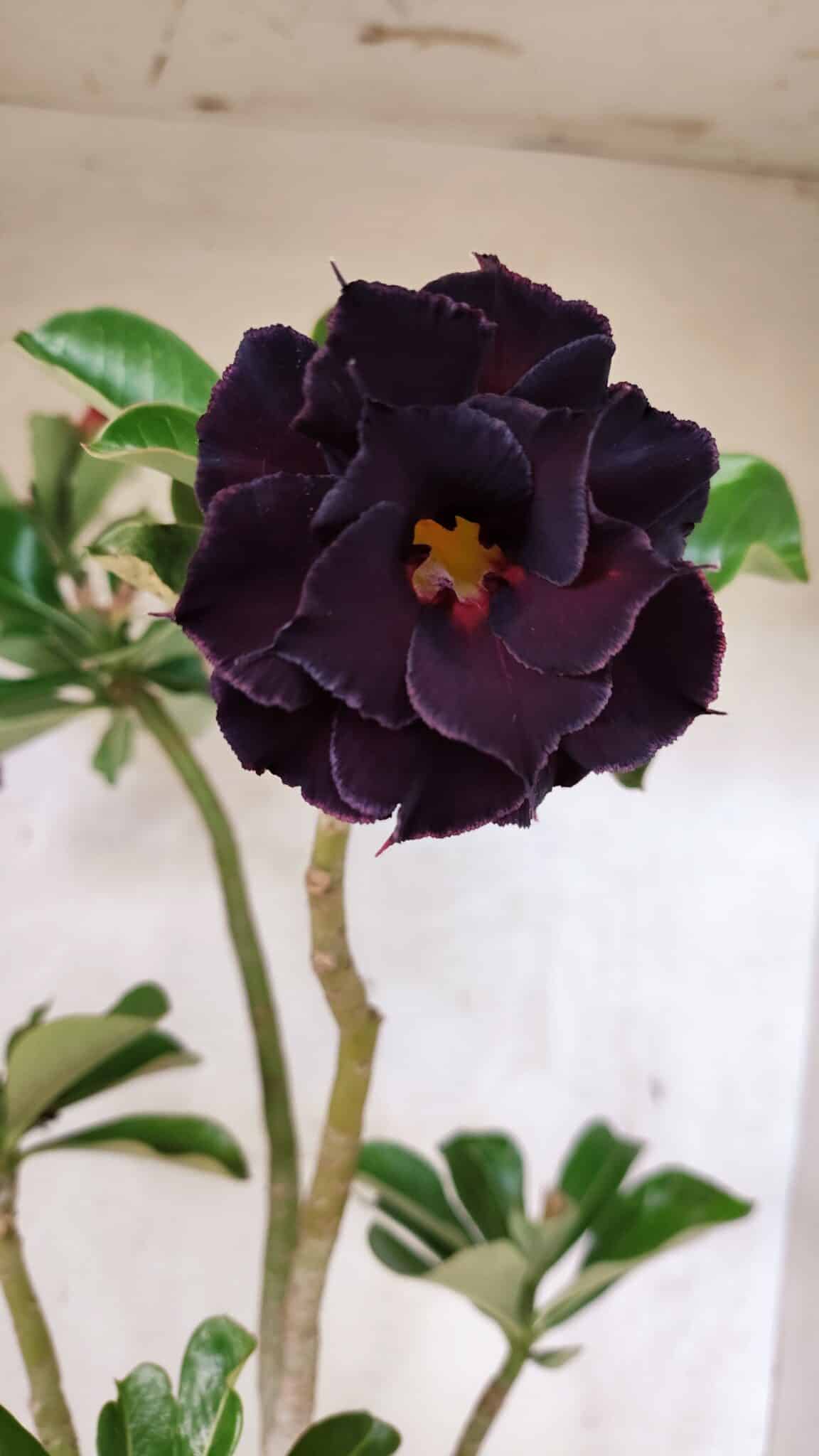 Planta Dobrada 3784 – 50cm – 04 anos - foto 3