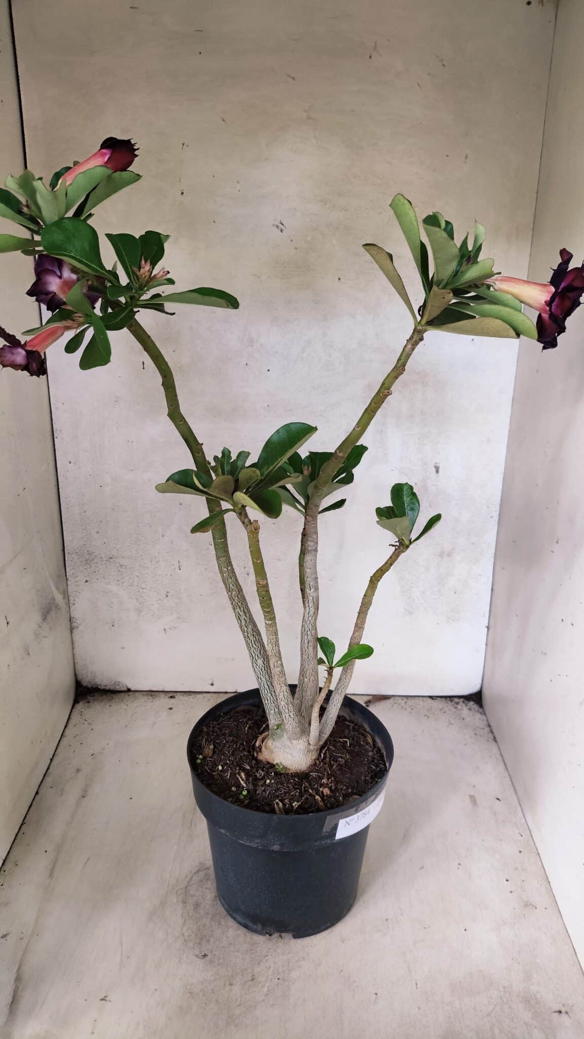 Planta Dobrada 3784 – 50cm – 04 anos - foto 7