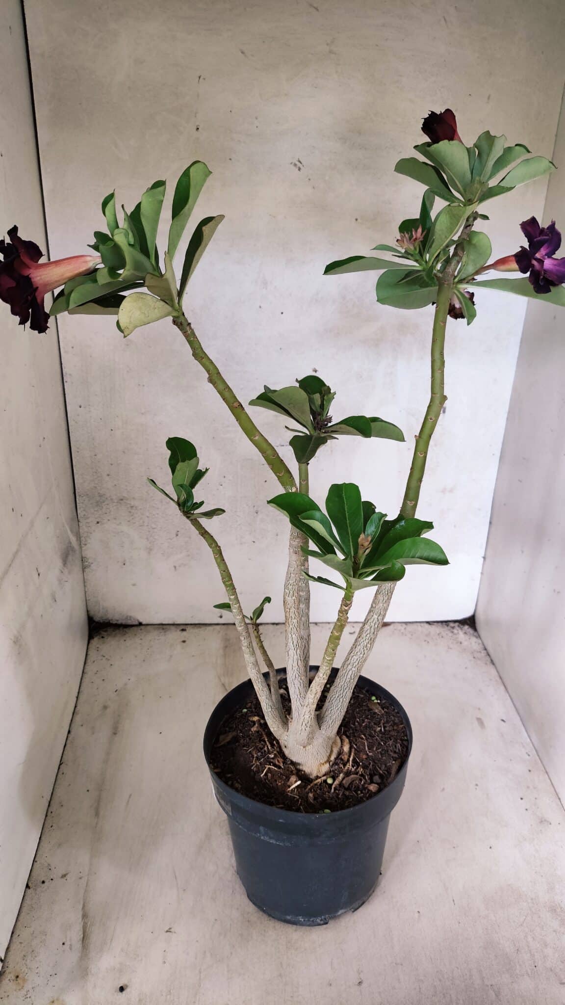 Planta Dobrada 3784 – 50cm – 04 anos - foto 6