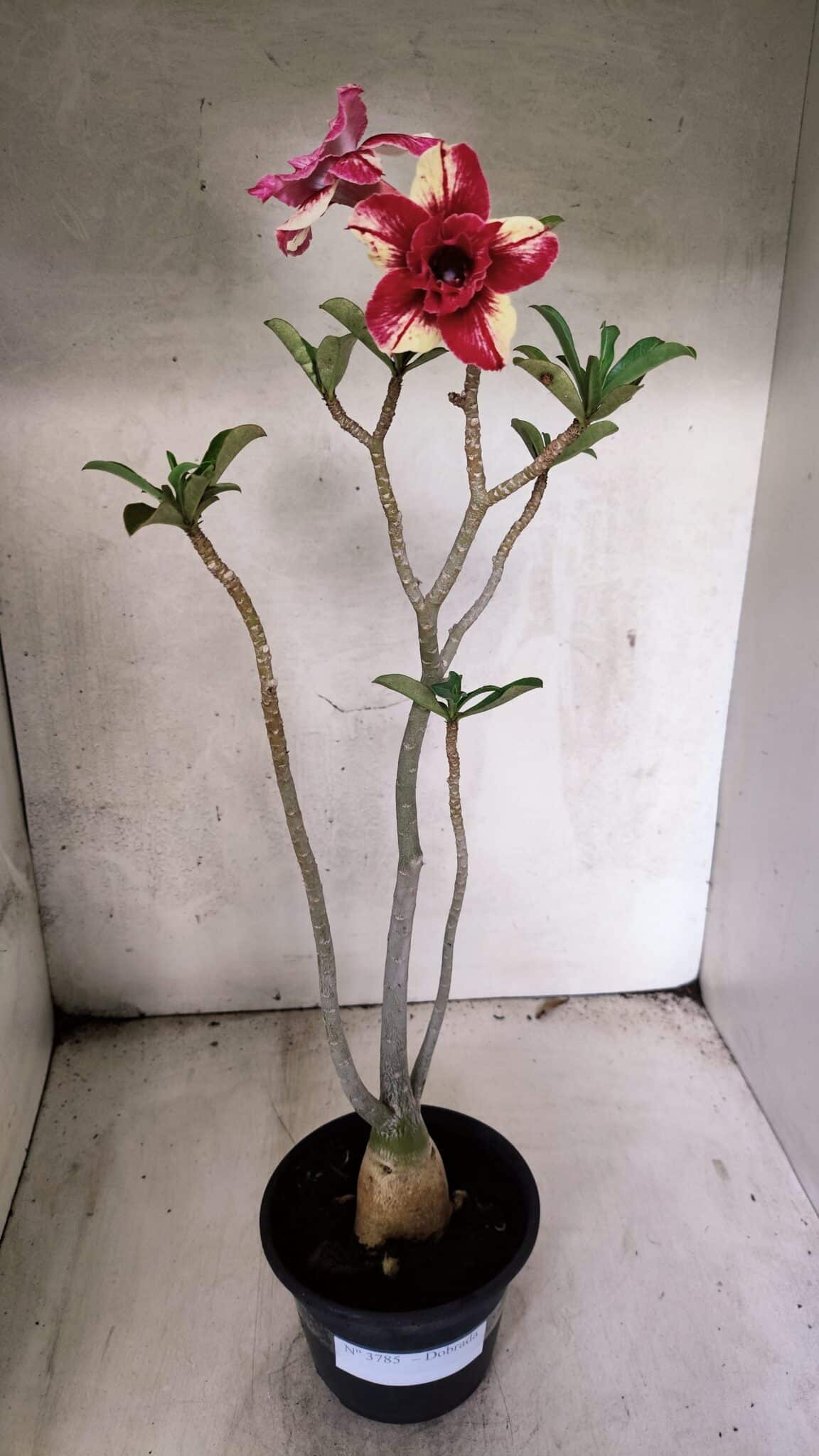 Planta Dobrada 3785 – 35cm – 03 anos - foto 2