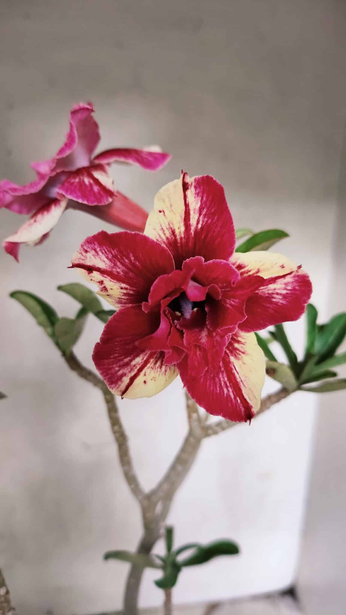 Planta Dobrada 3785 – 35cm – 03 anos - foto 3