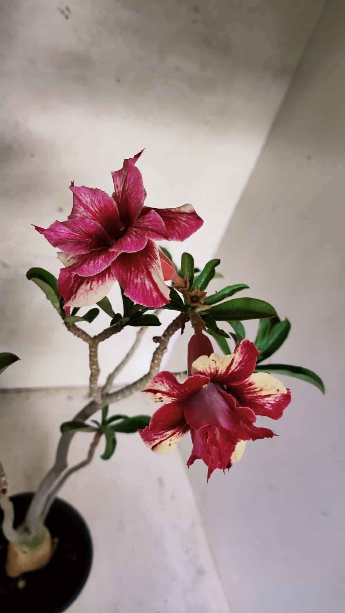 Planta Dobrada 3785 – 35cm – 03 anos - foto 4