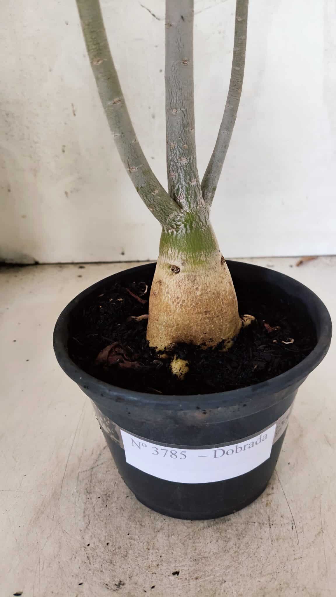 Planta Dobrada 3785 – 35cm – 03 anos - foto 6