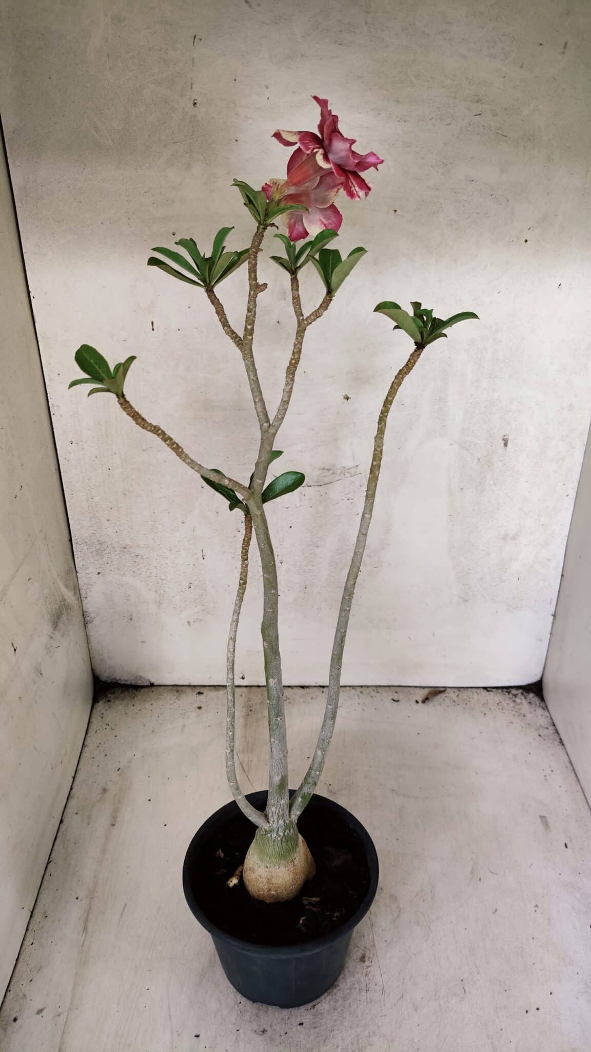 Planta Dobrada 3785 – 35cm – 03 anos - foto 7