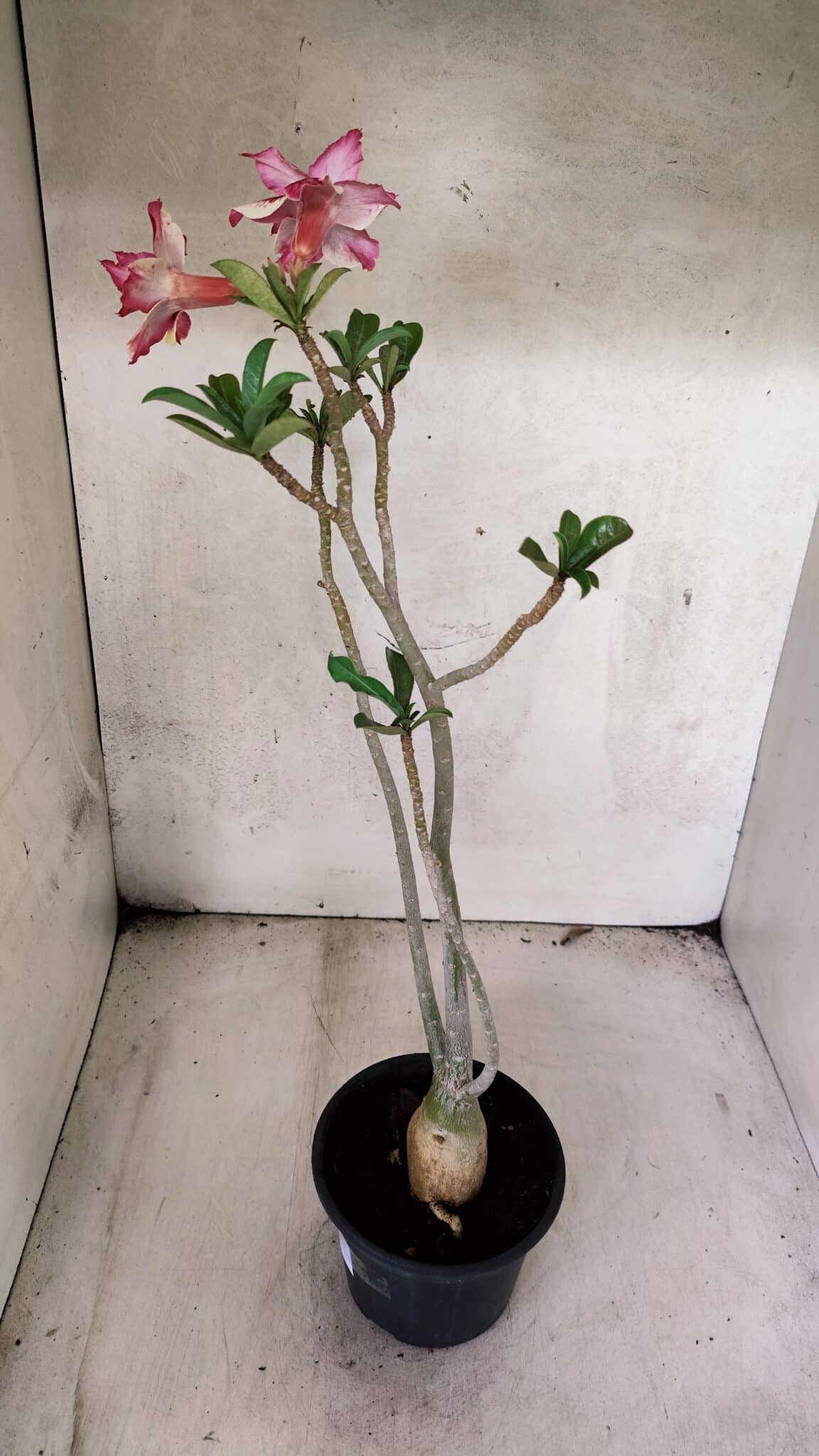 Planta Dobrada 3785 – 35cm – 03 anos - foto 5