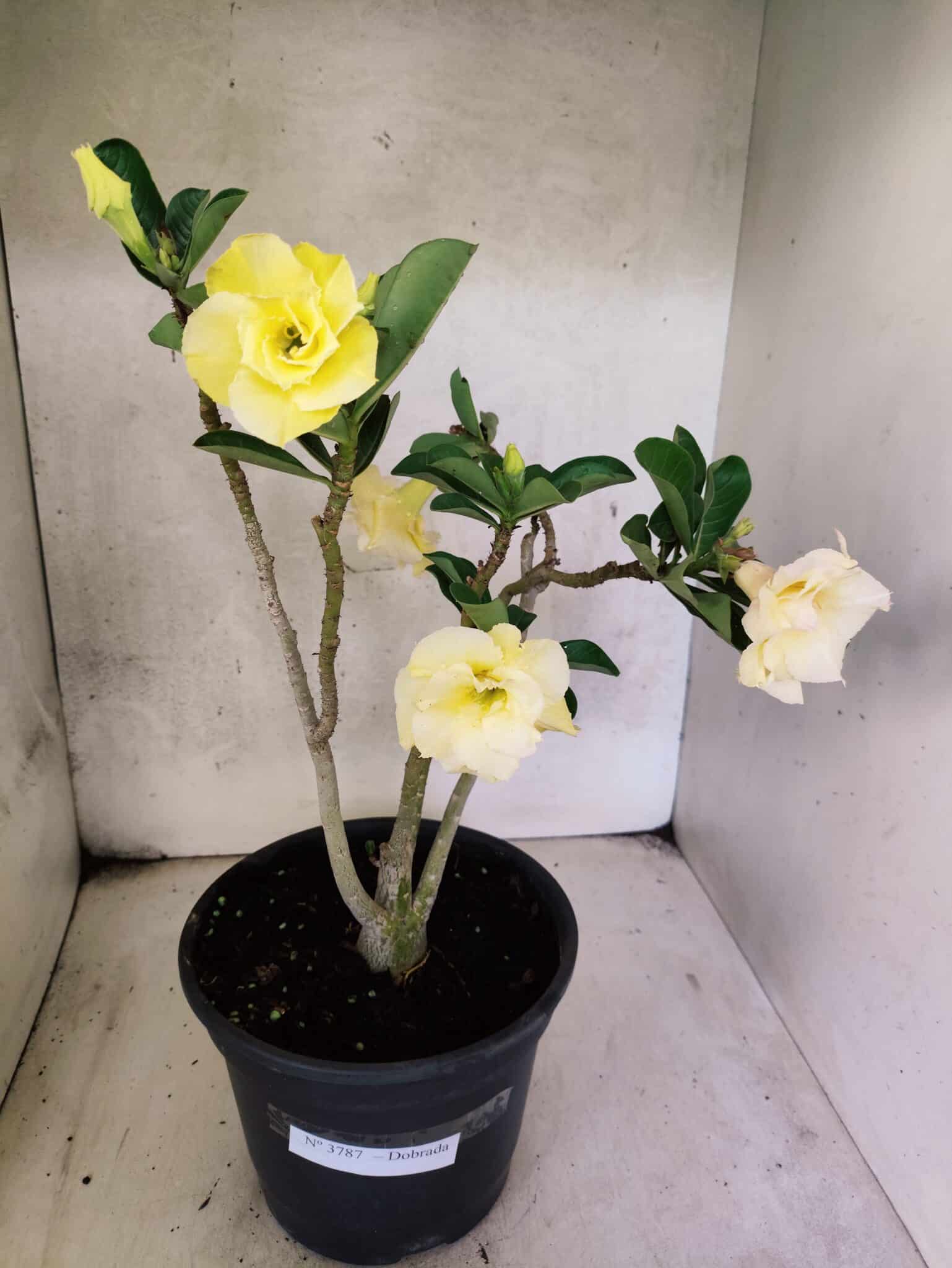 Planta Dobrada 3787 – 40cm – 03 anos - foto 2