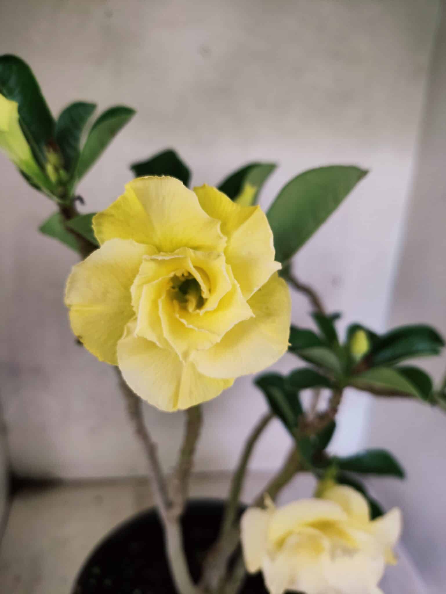Planta Dobrada 3787 – 40cm – 03 anos - foto 3