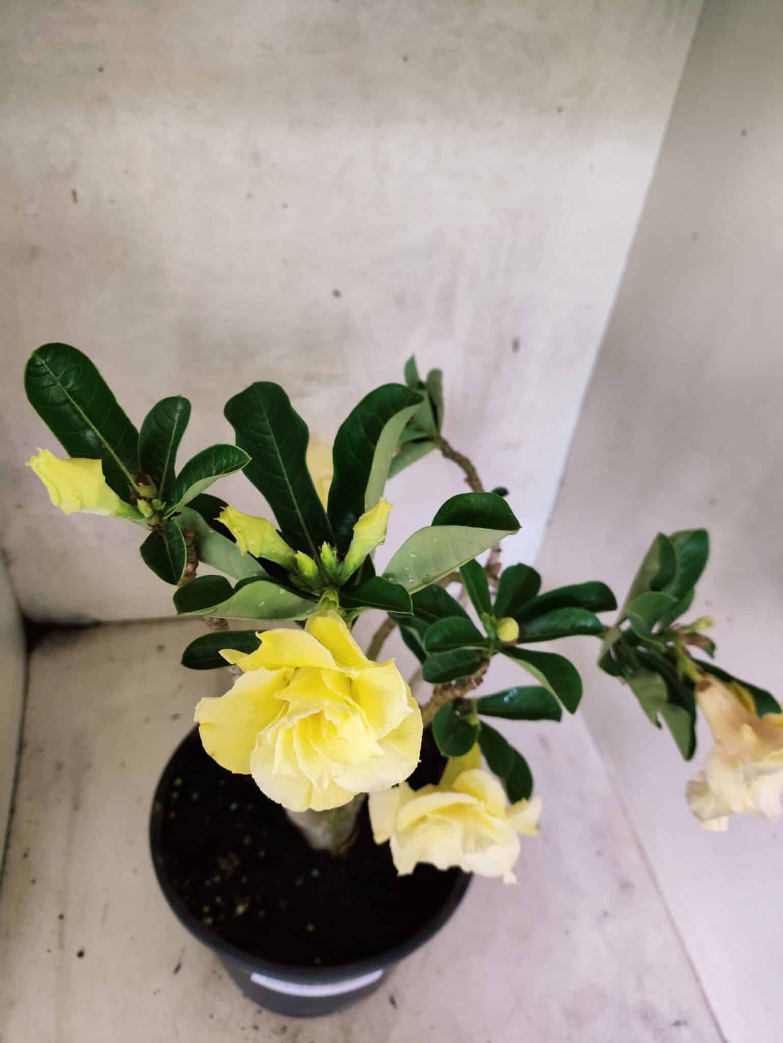 Planta Dobrada 3787 – 40cm – 03 anos - foto 4