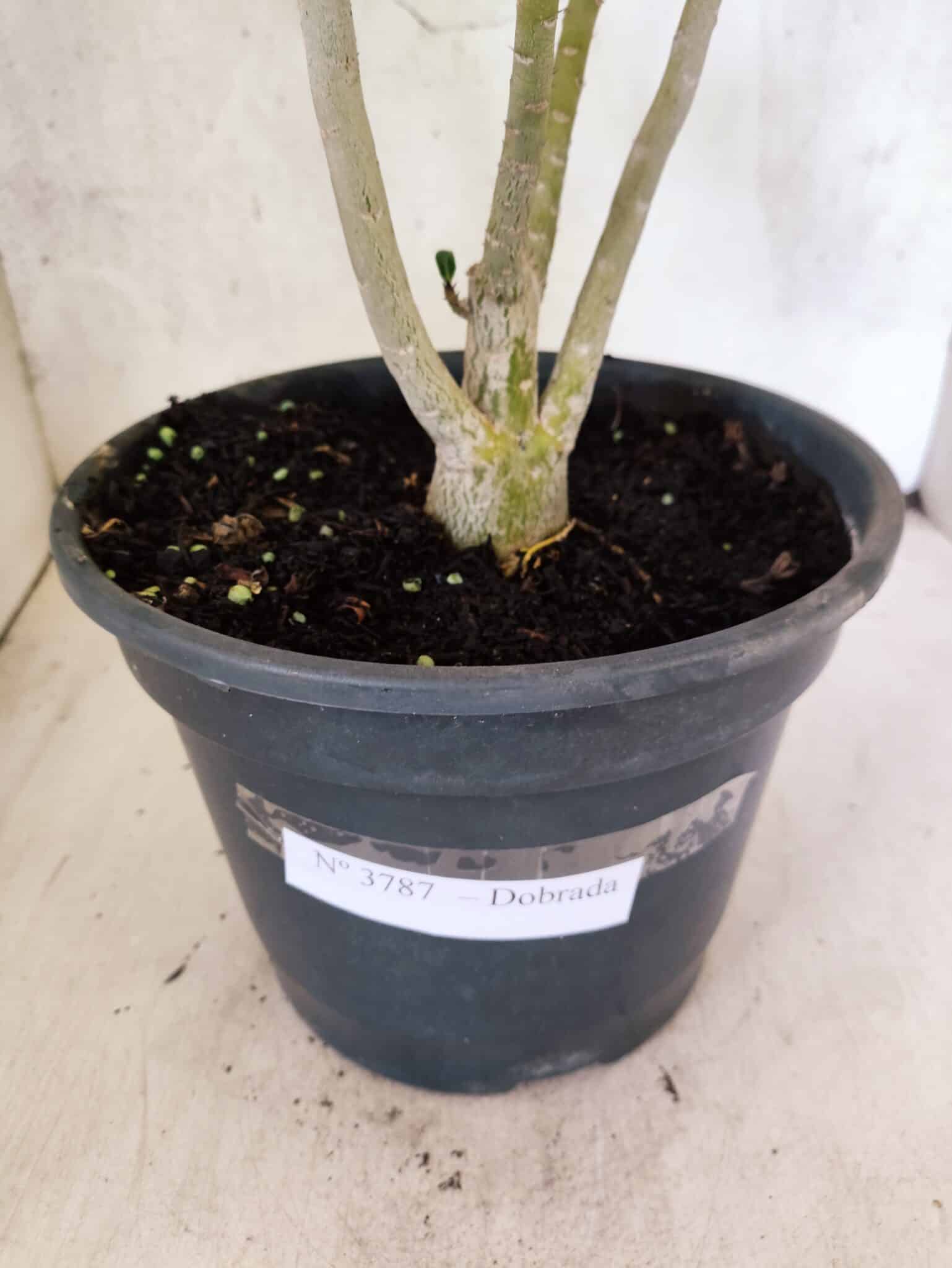 Planta Dobrada 3787 – 40cm – 03 anos - foto 7