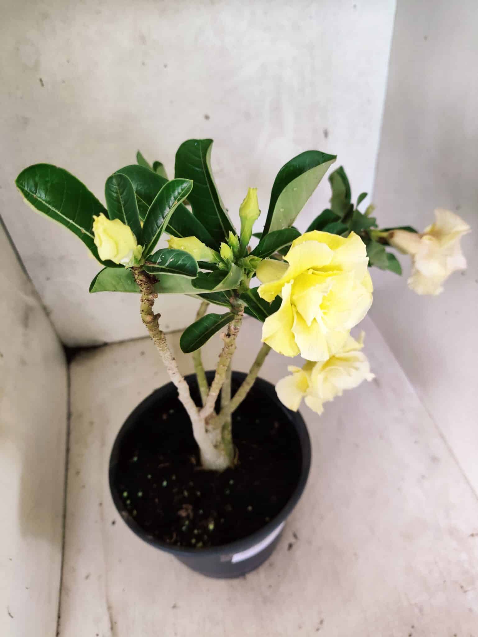 Planta Dobrada 3787 – 40cm – 03 anos - foto 5