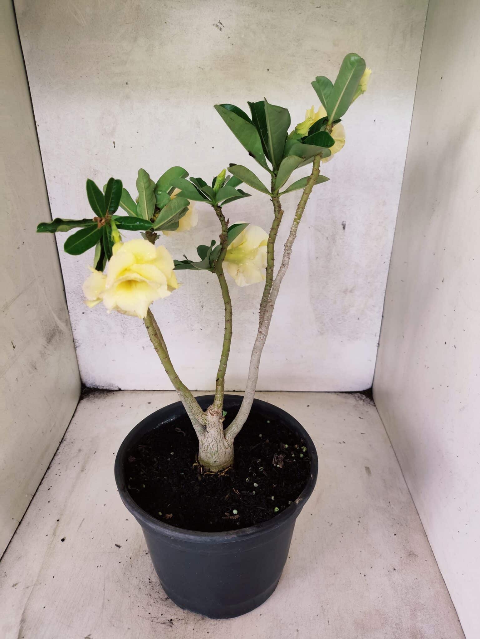 Planta Dobrada 3787 – 40cm – 03 anos - foto 6
