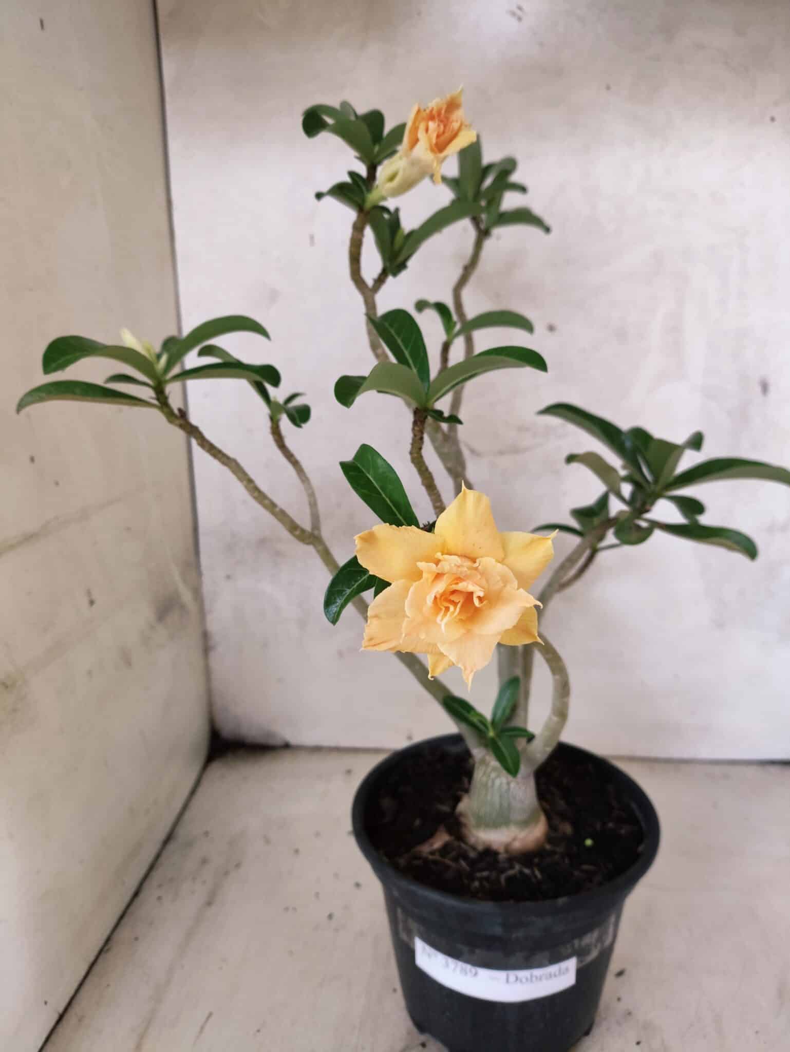 Planta Dobrada 3789 – 35cm – 03 anos - foto 2