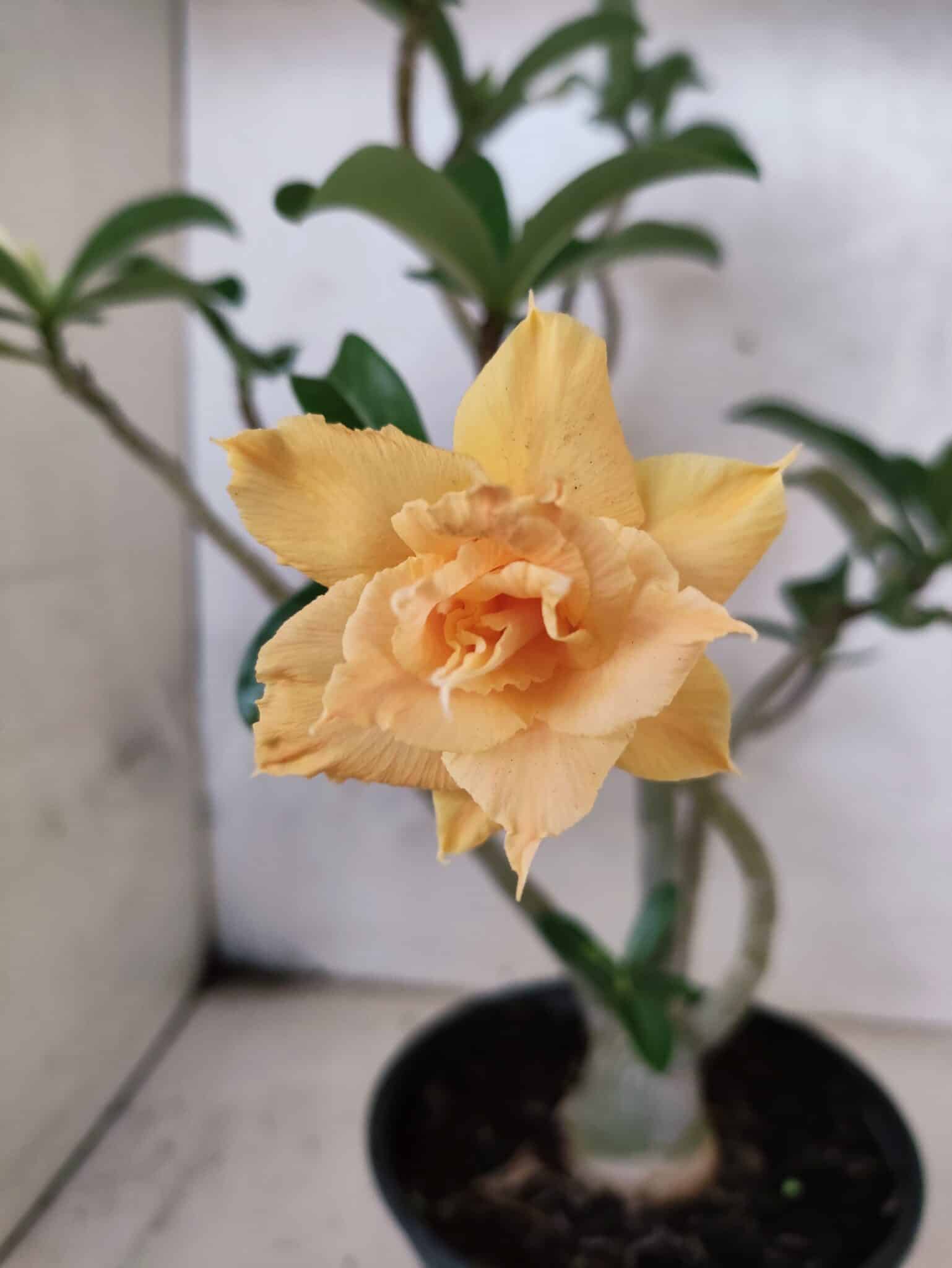 Planta Dobrada 3789 – 35cm – 03 anos - foto 4