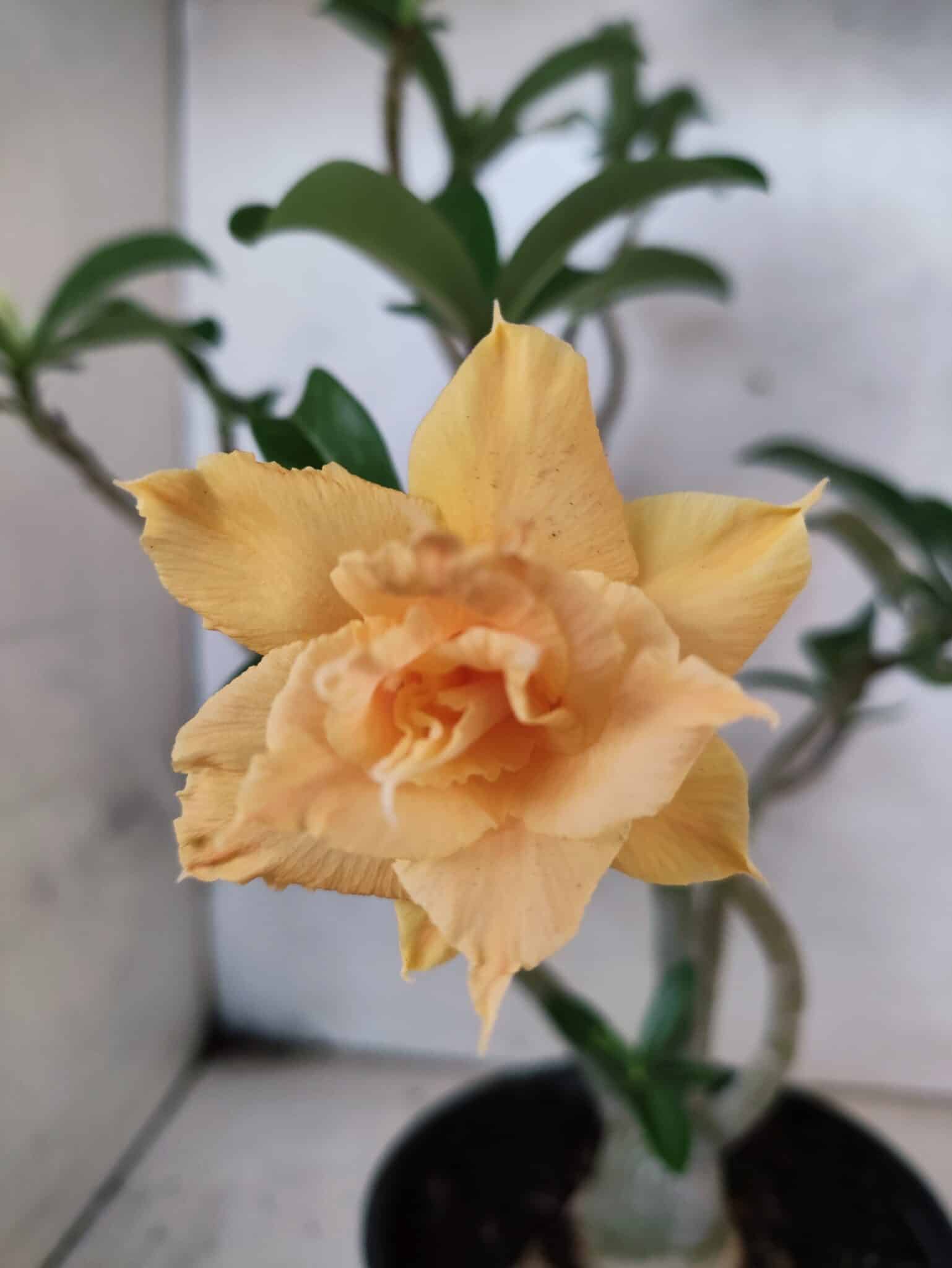 Planta Dobrada 3789 – 35cm – 03 anos - foto 3