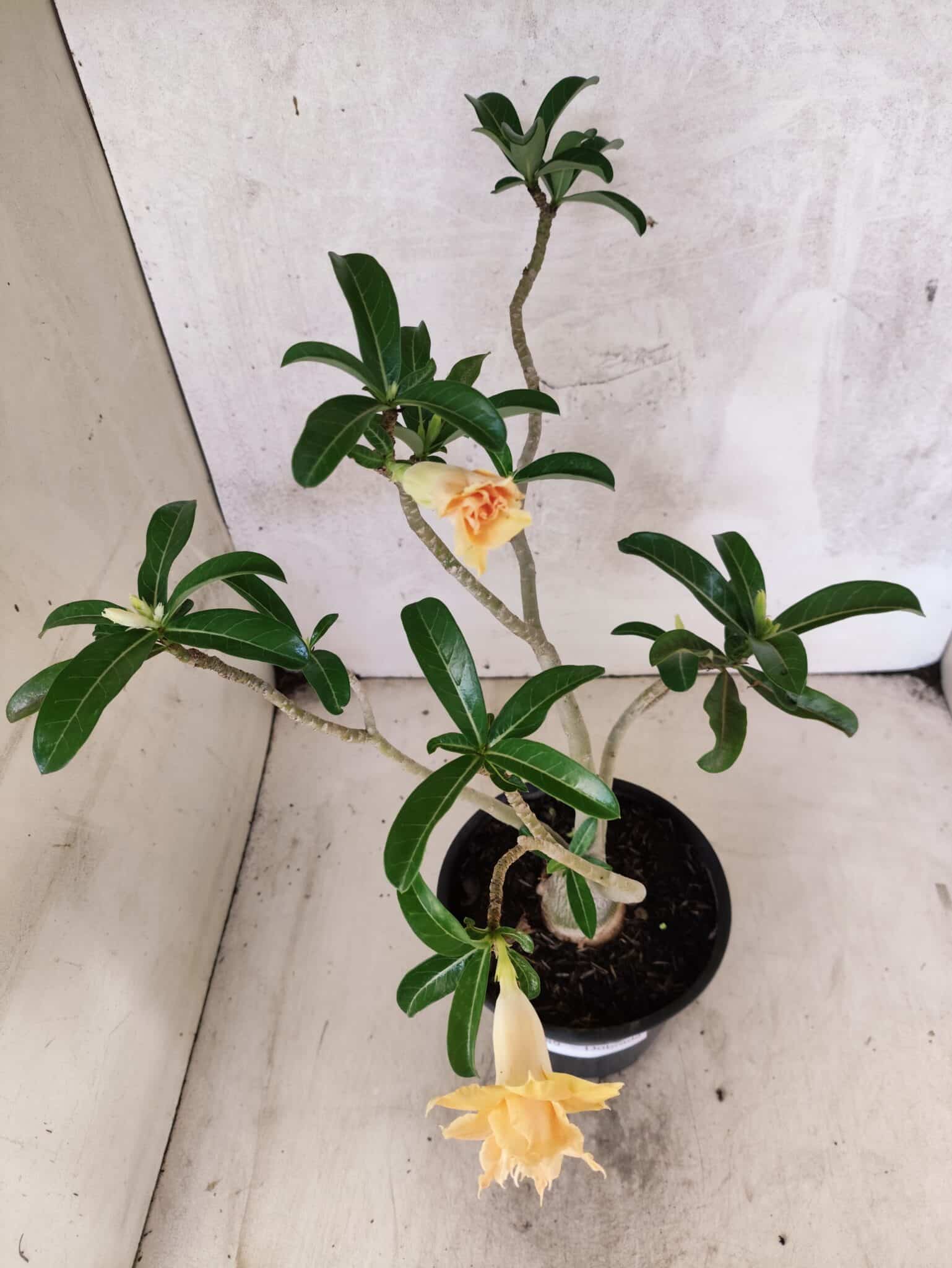 Planta Dobrada 3789 – 35cm – 03 anos - foto 7