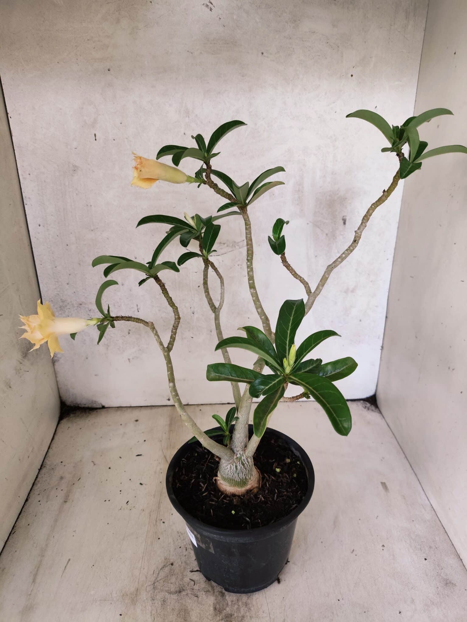 Planta Dobrada 3789 – 35cm – 03 anos - foto 6